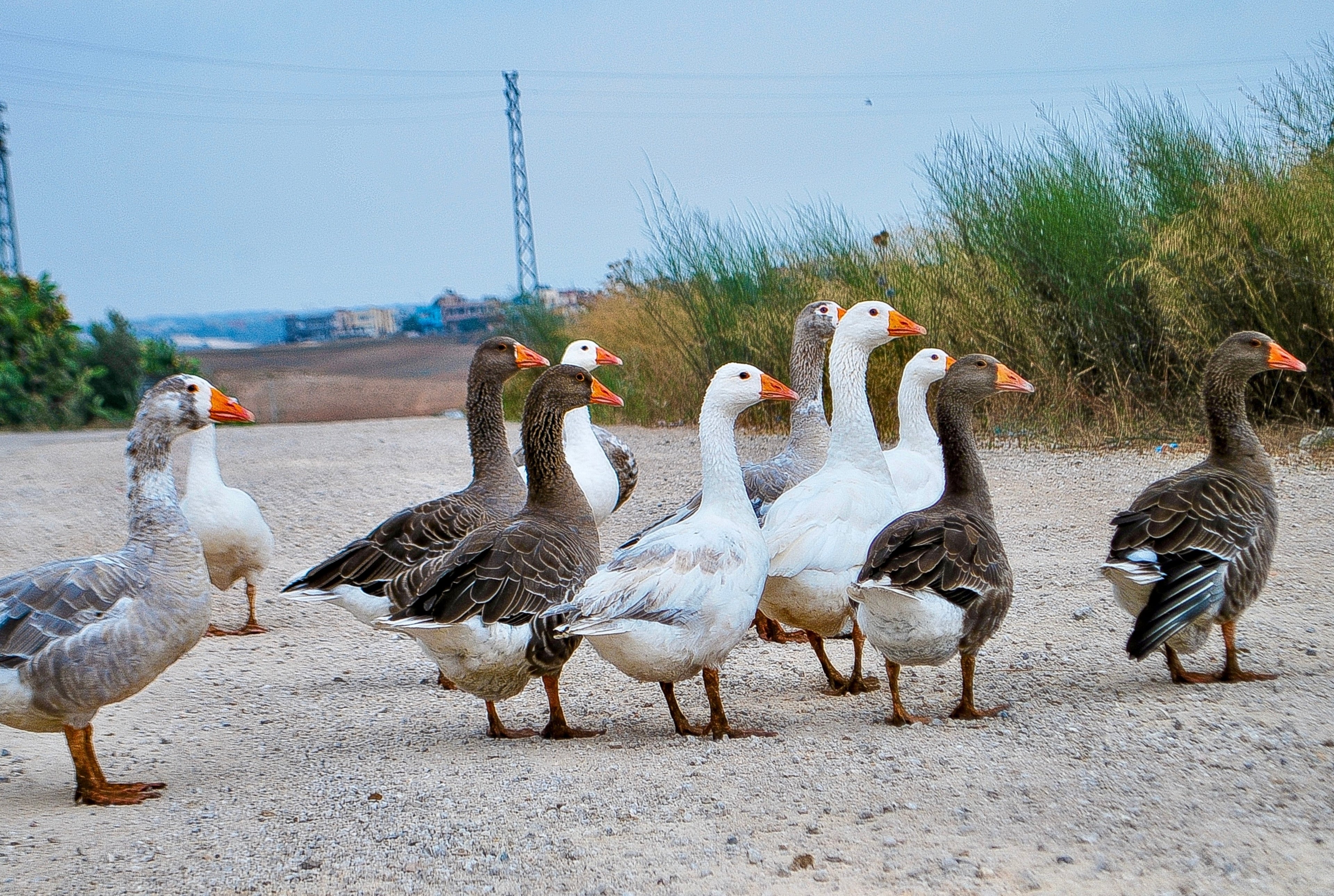 ASSORTED GOSLINGS