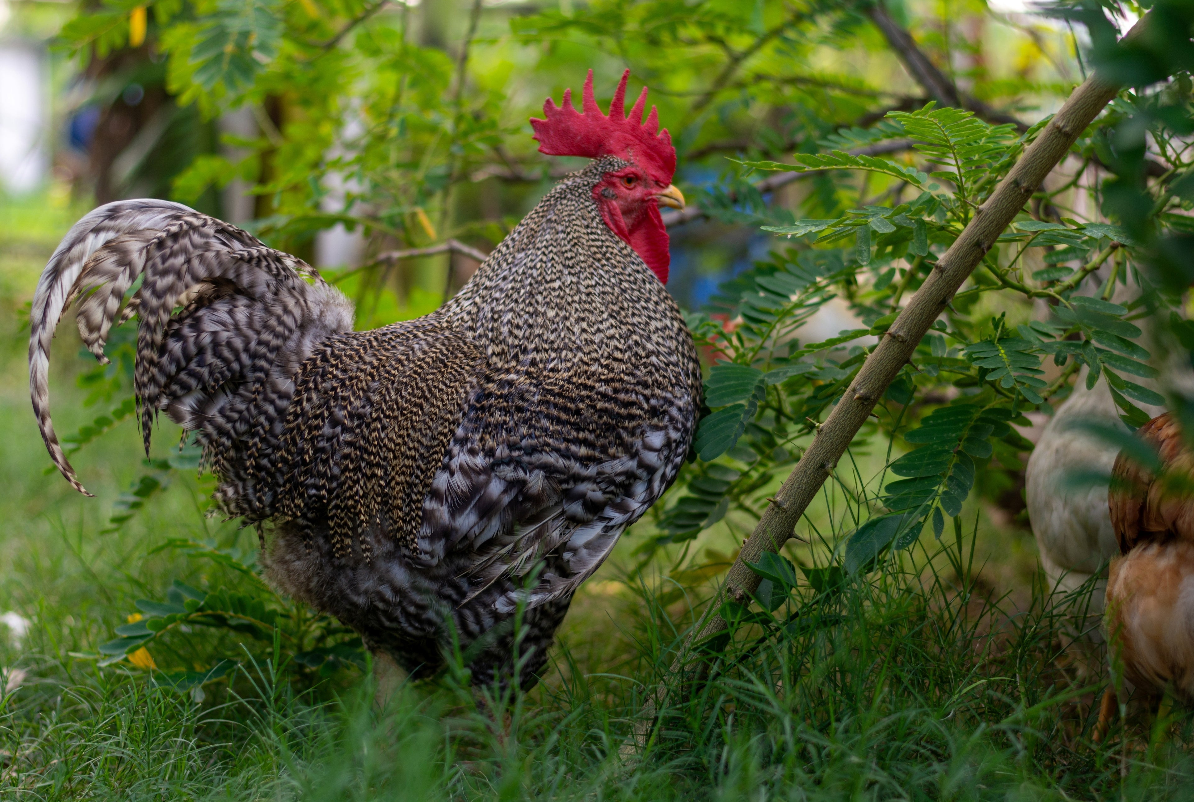 BARRED ROCK MALES