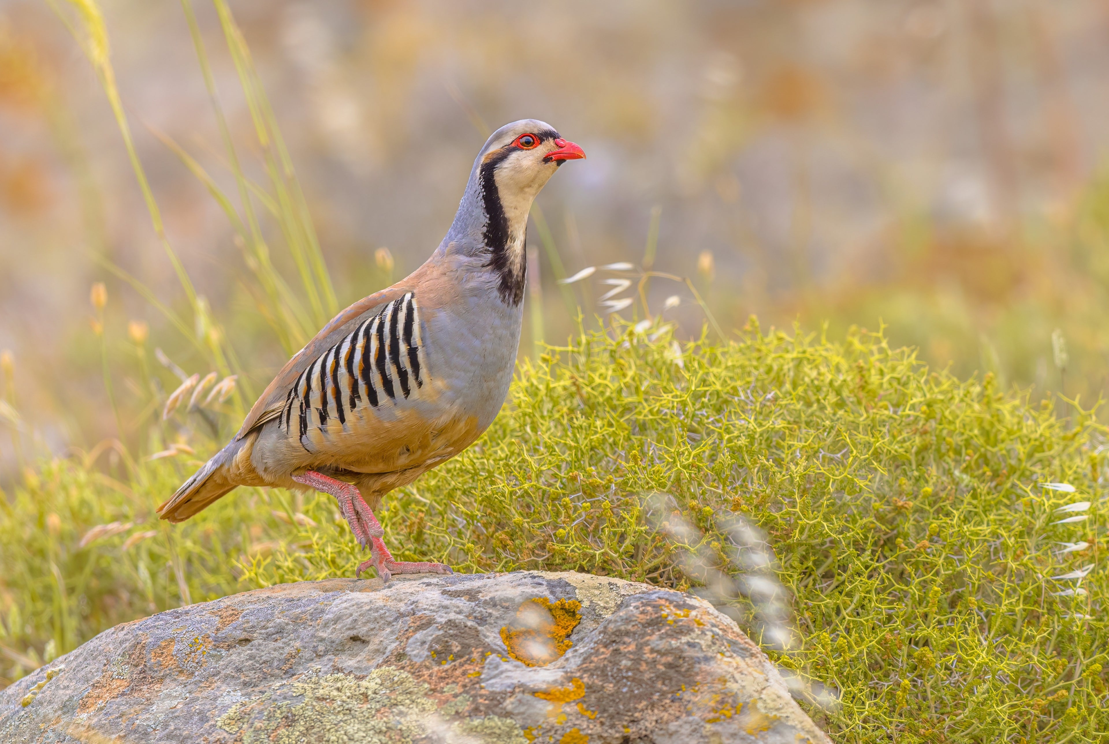 CHUKAR PARTRIDGE