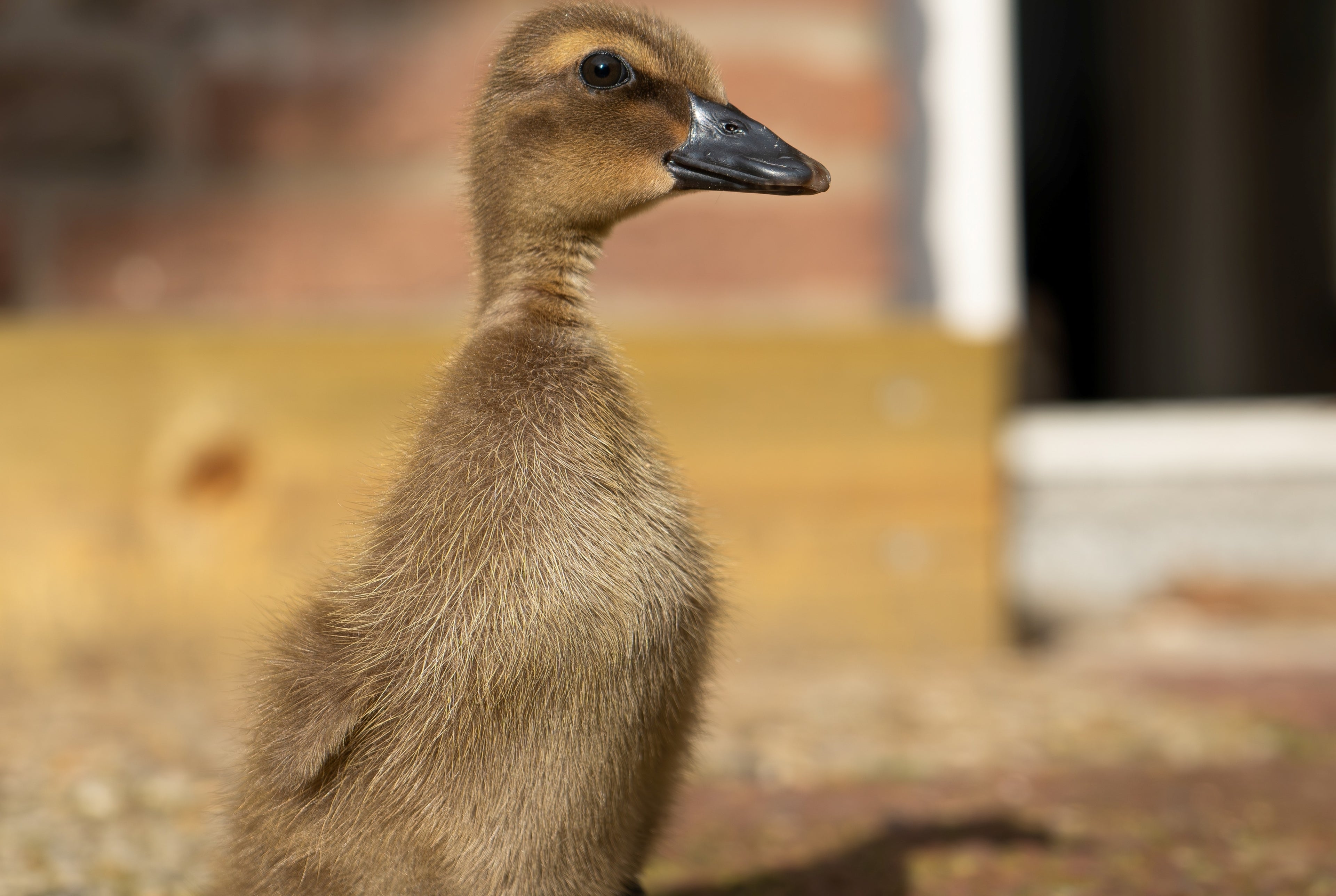 KHAKI CAMPBELL DUCK
