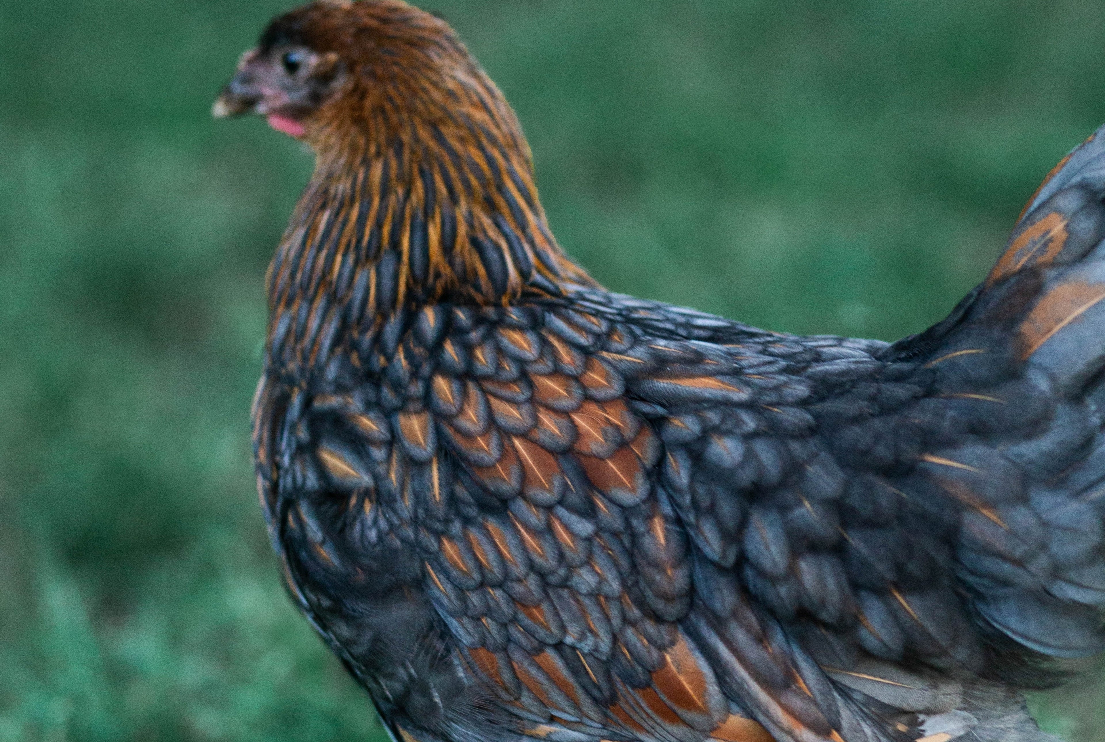 BLUE LACED GOLD WYANDOTTE PULLET