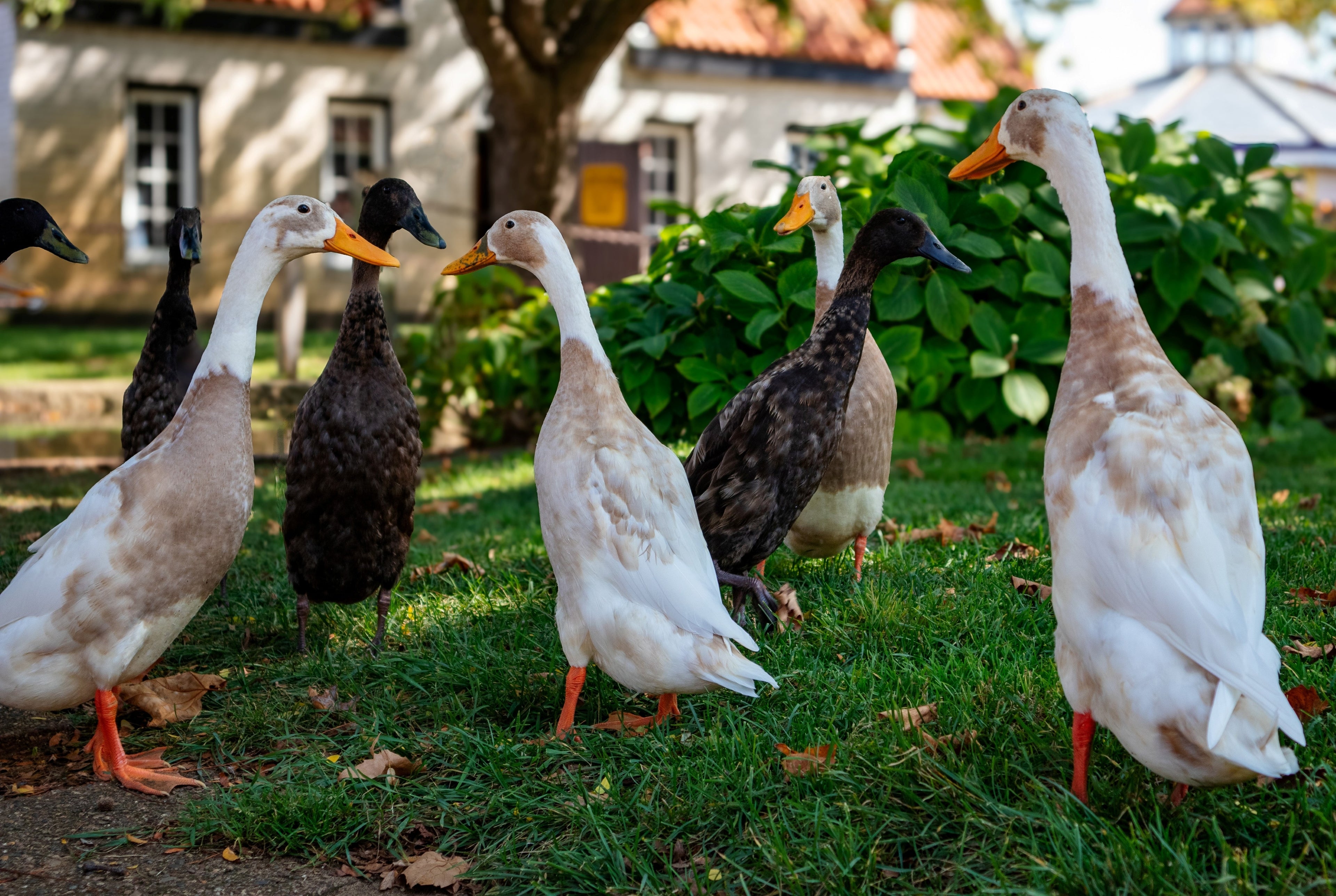 ASSORTED RUNNER DUCKS