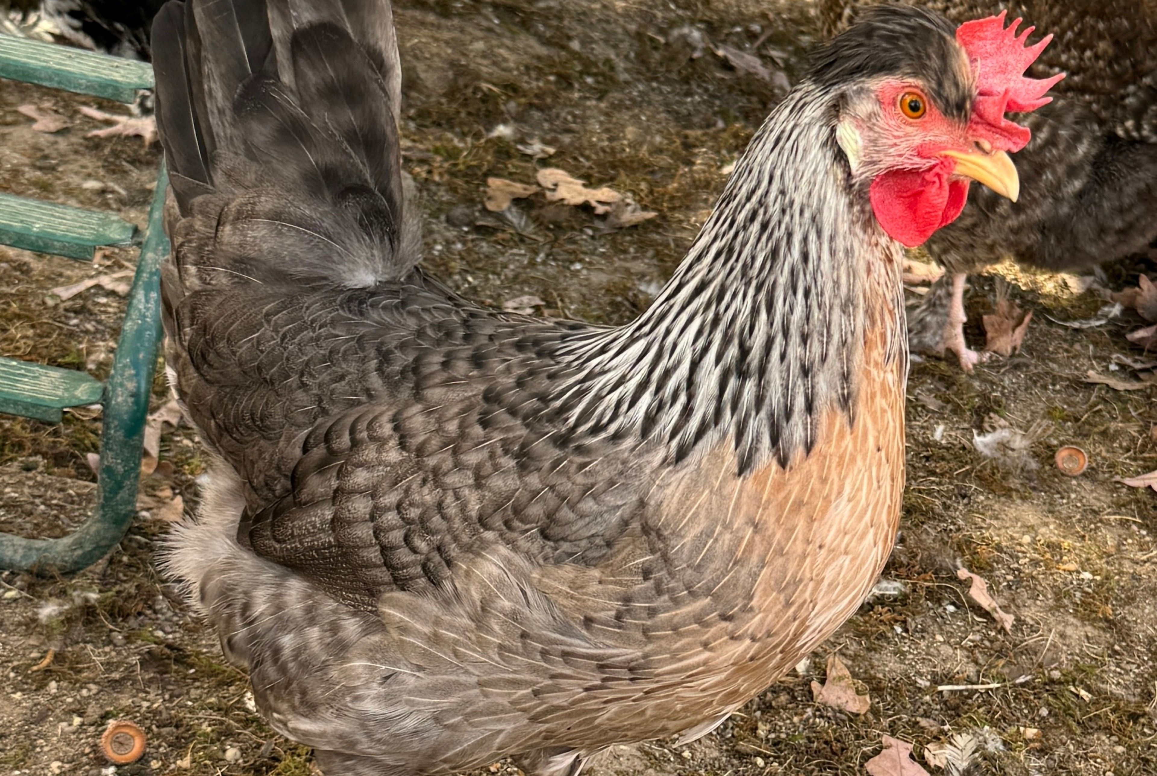 CREAM LEGBAR MALE