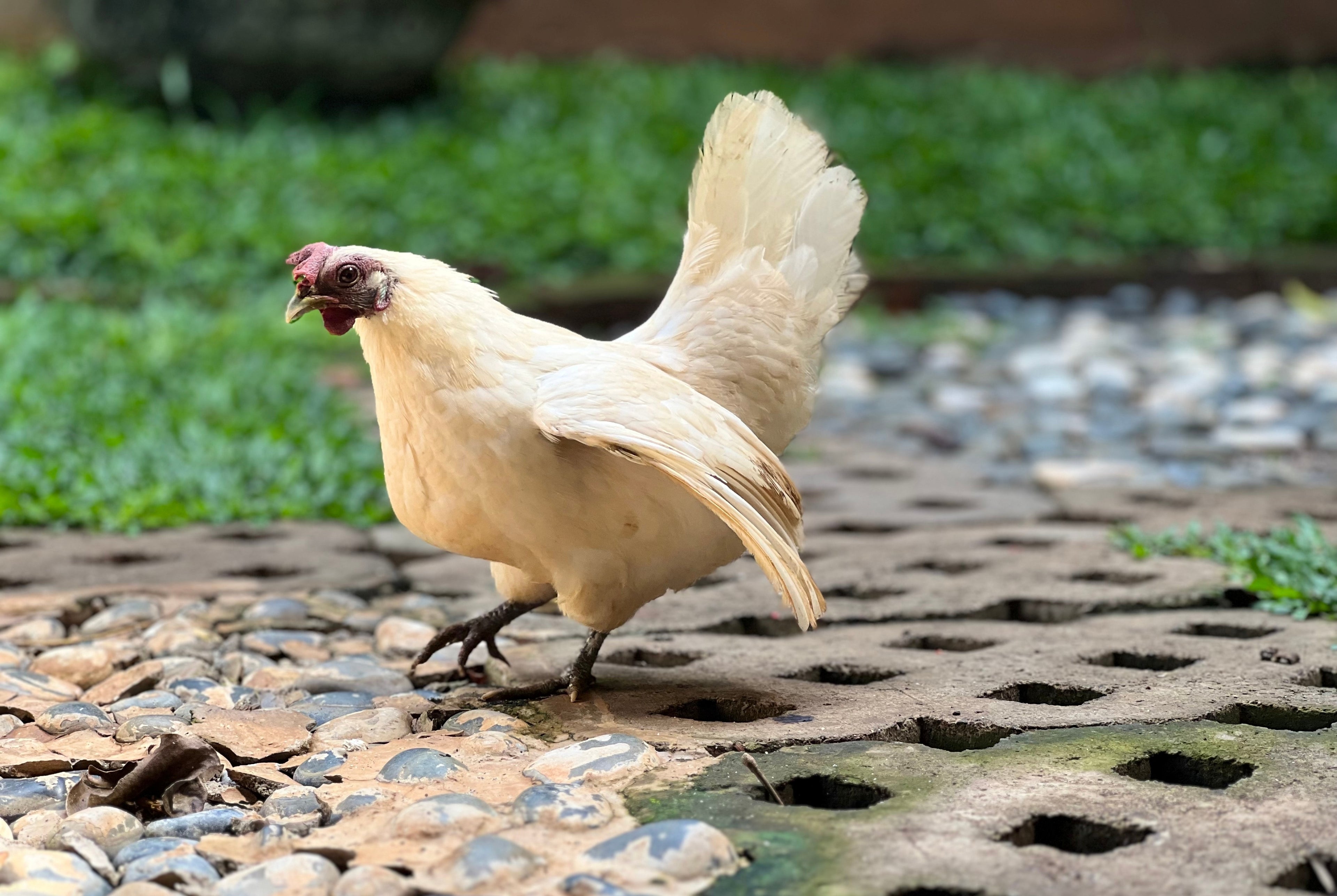 BICOLOR BEAUTIES PULLET