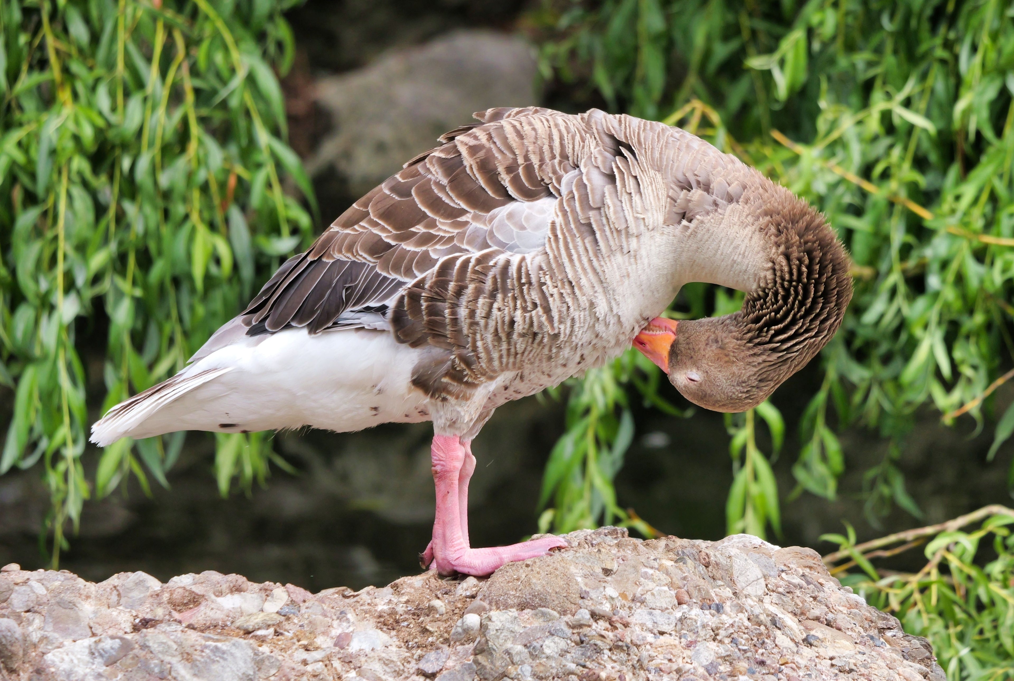 PILGRIM GOSLING