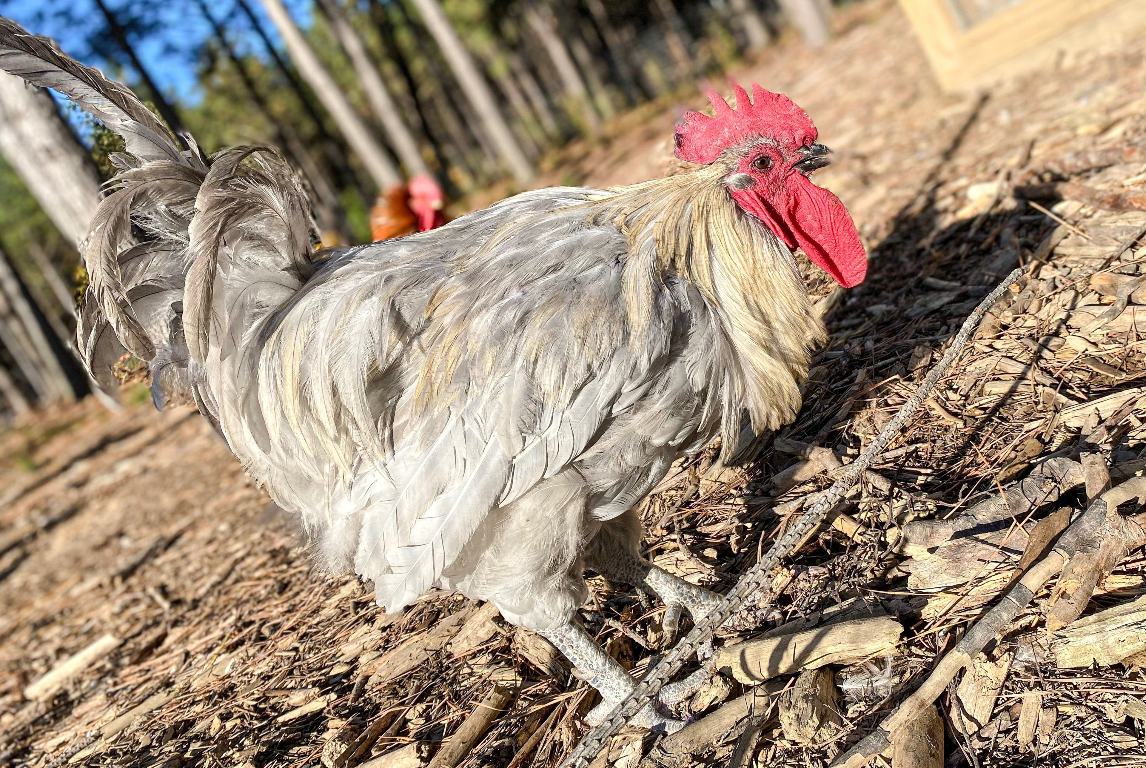 ISABELLA LEGHORN SR