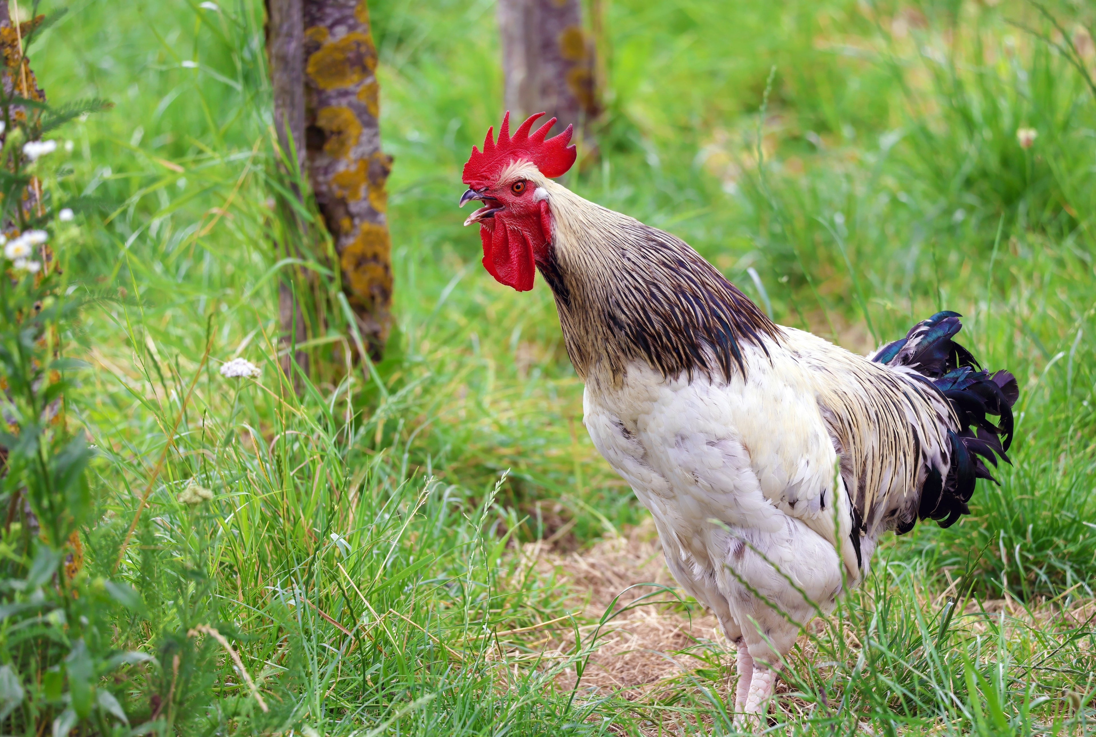 COLUMBIAN WYANDOTTE MALE