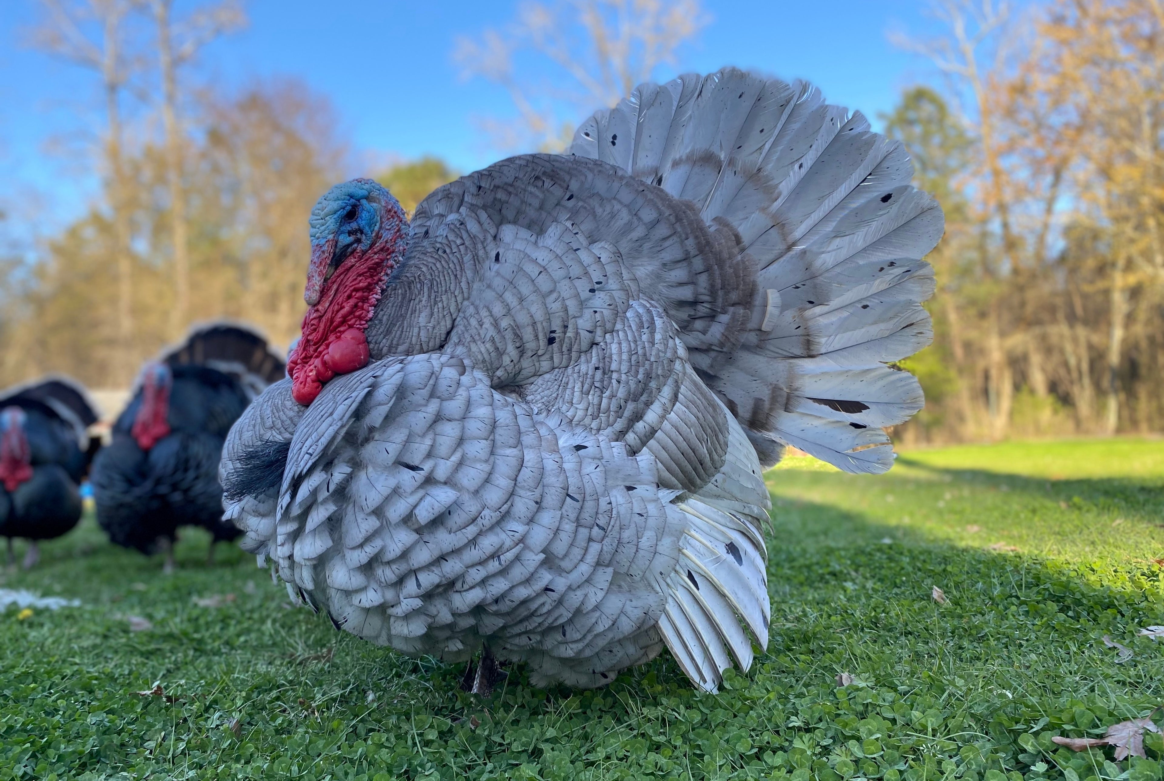 BLUE SLATE TURKEY SR