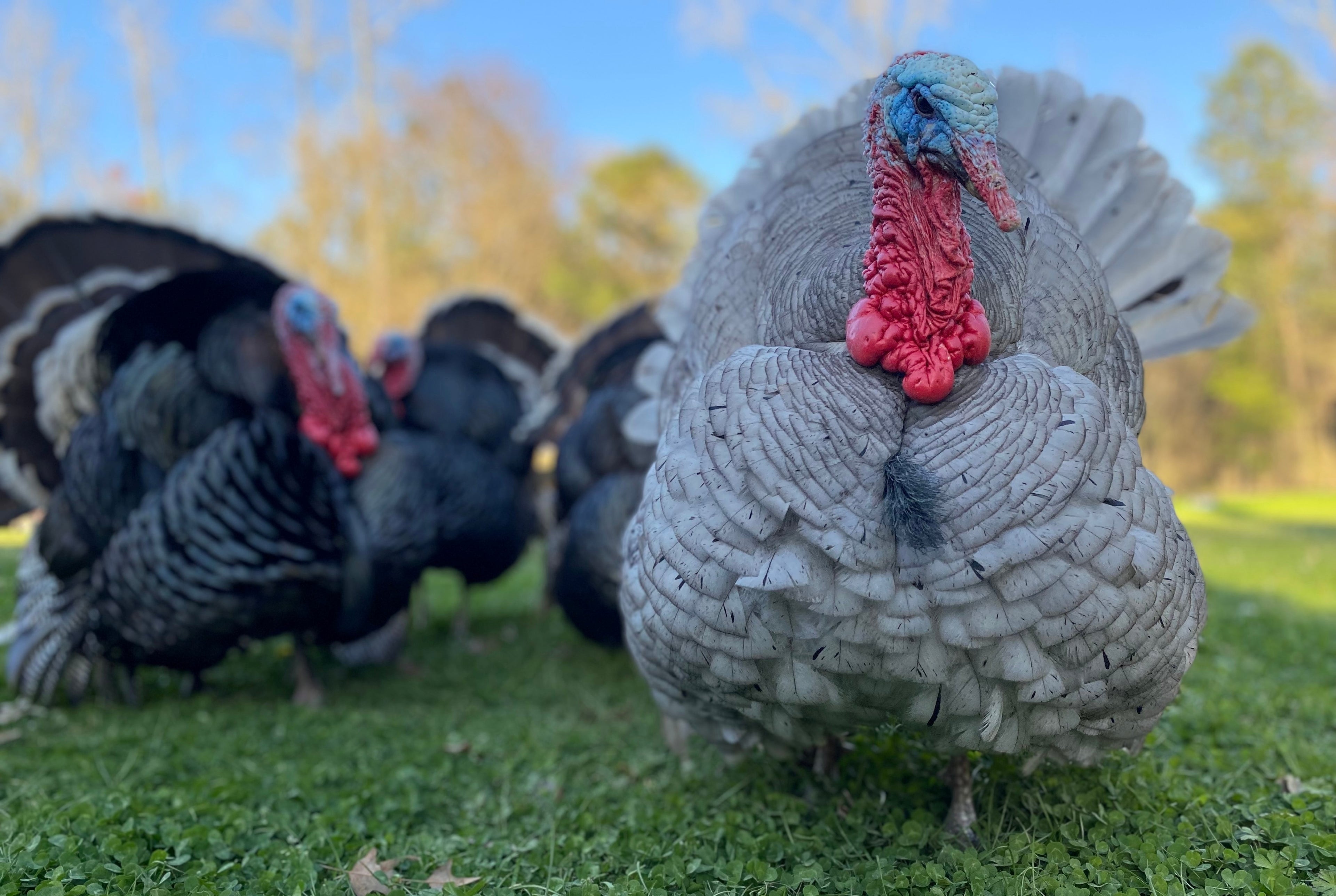 ASSORTED TURKEY SR