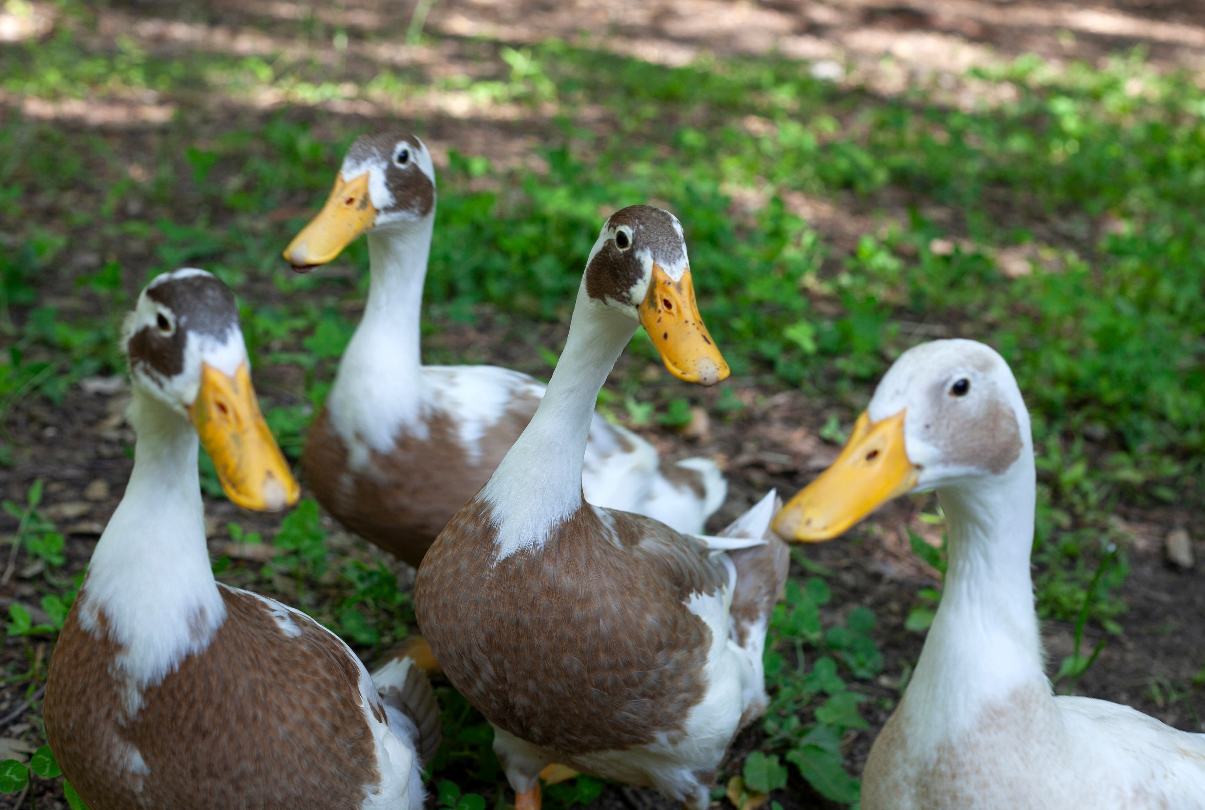 FAWN & WHITE RUNNER DUCK