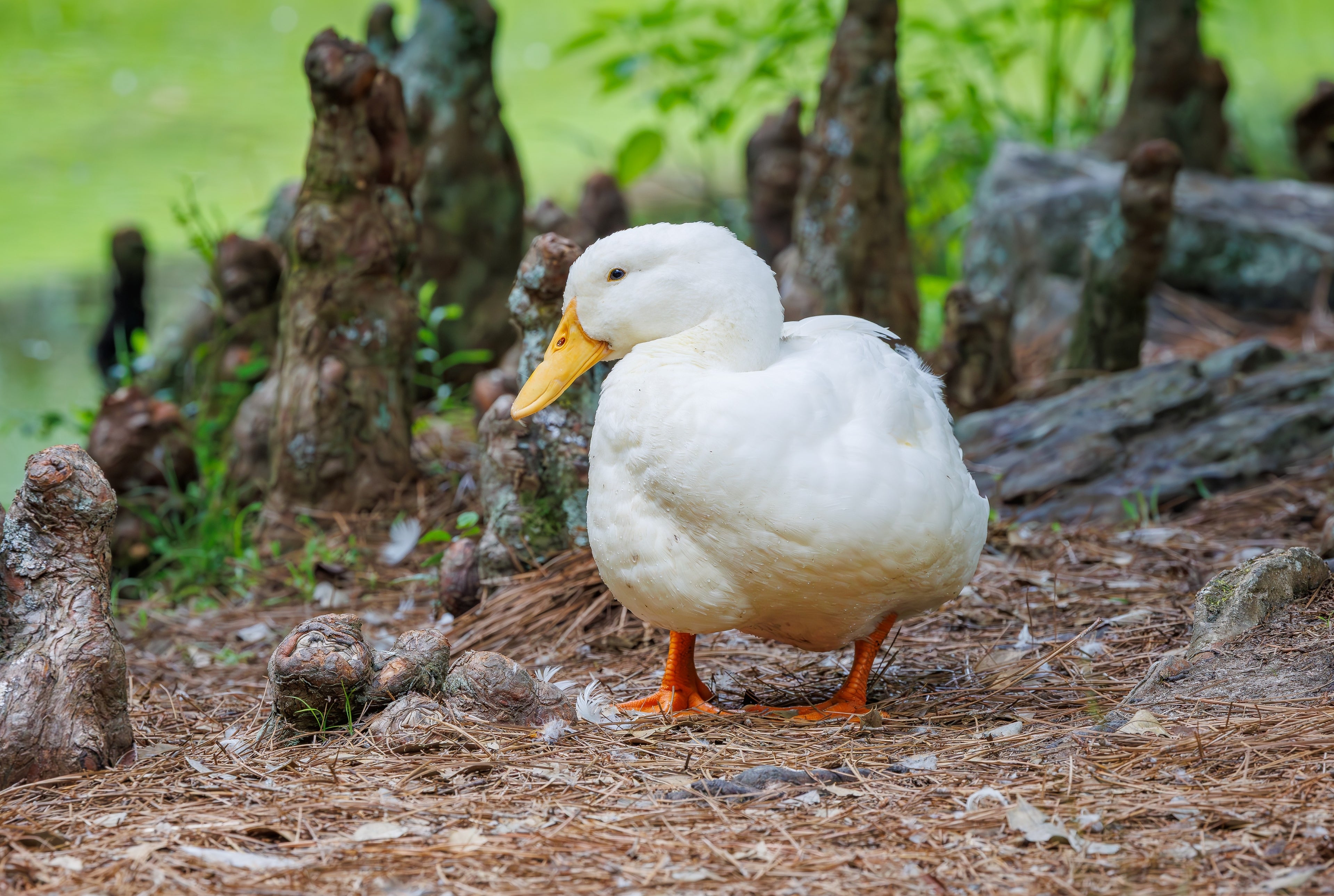 PEKIN DUCK