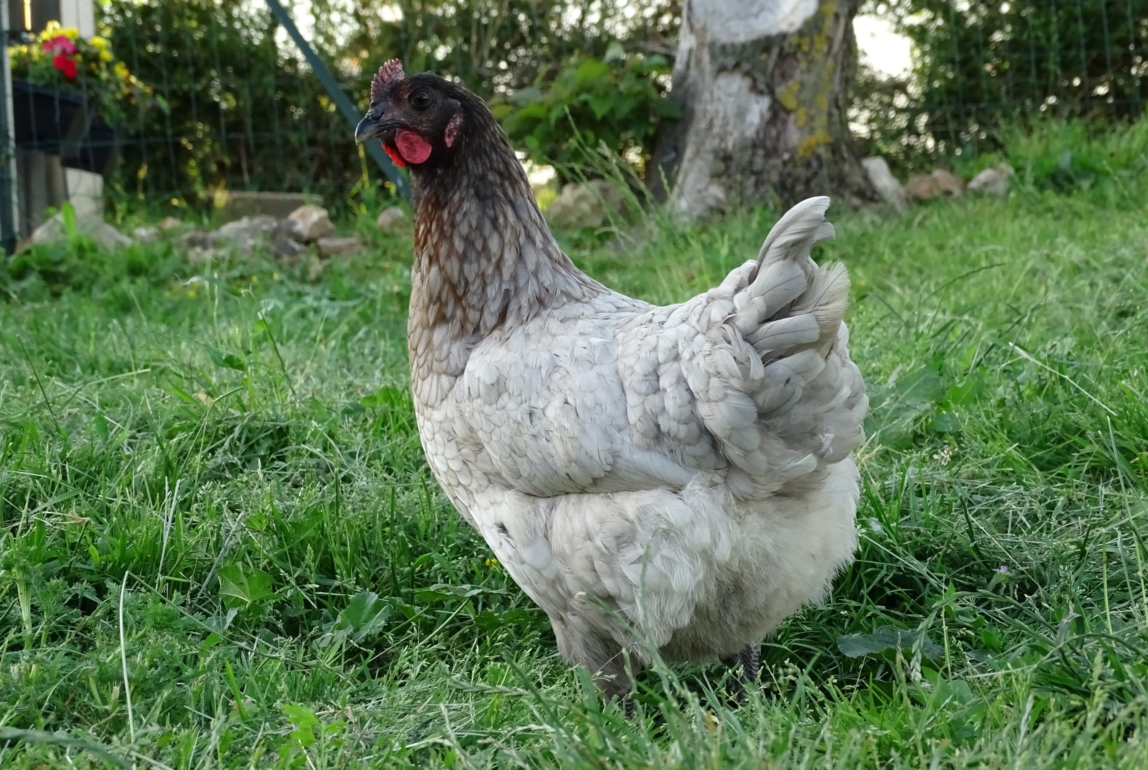 BLUE BREASTED BROWN LEGHORN SR