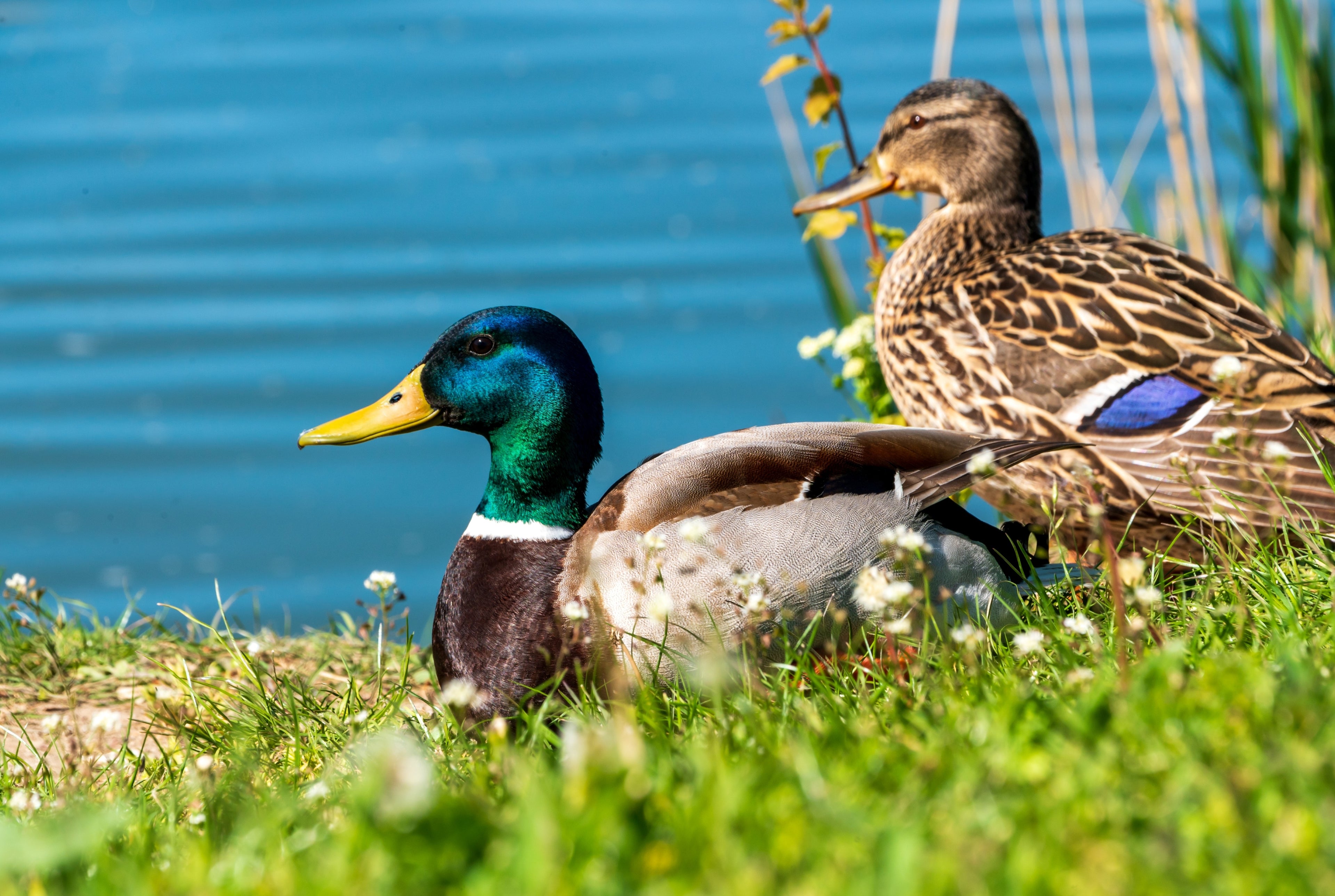 MALLARD DUCK
