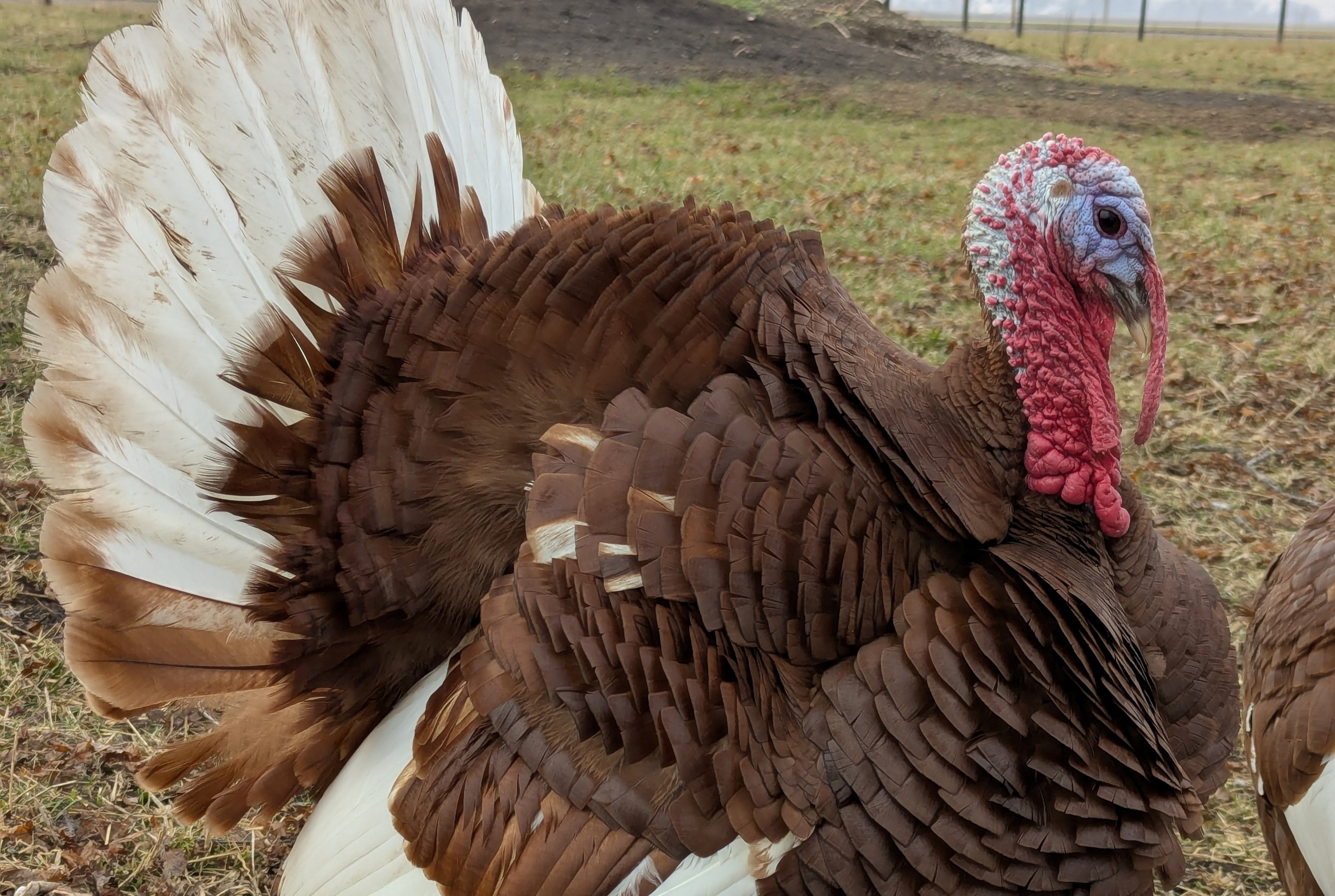 BOURBON RED TURKEY SR