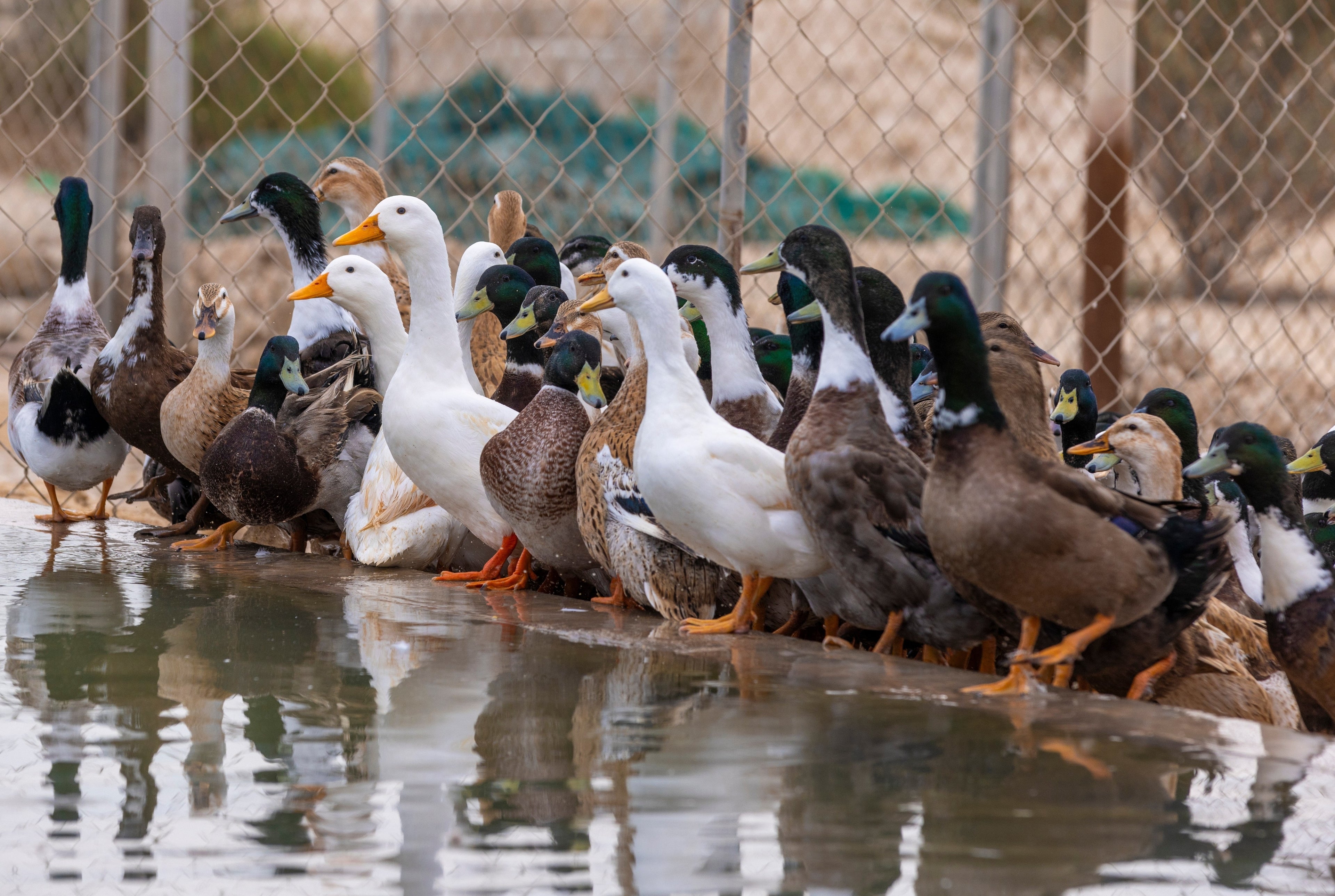 ASSORTED DUCKS