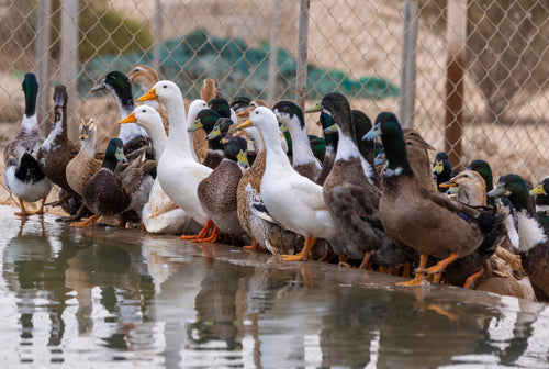 ASSORTED DUCKS – Welp Hatchery