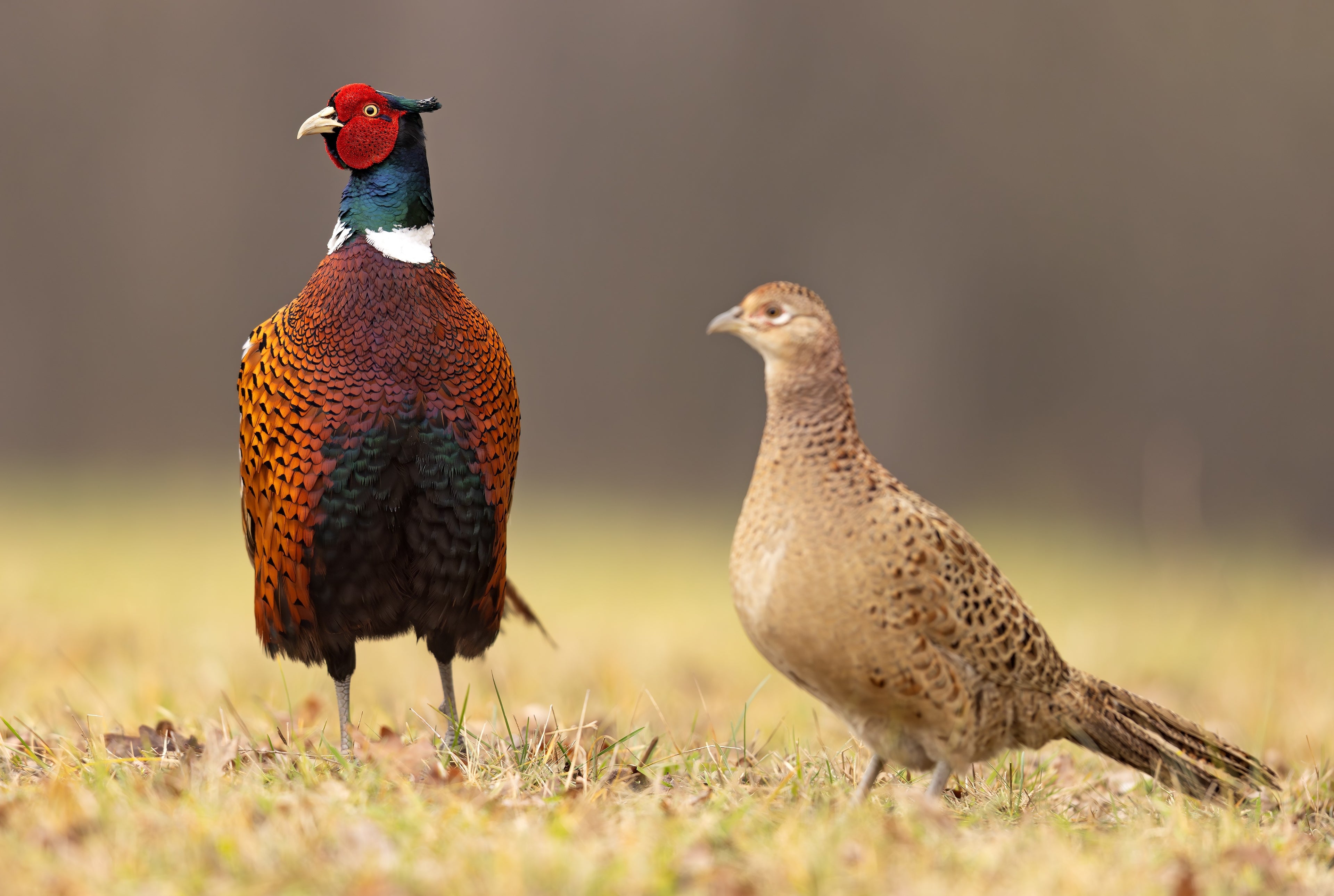 CHINESE RINGNECK PHEASANT- Last Available 7/6/26