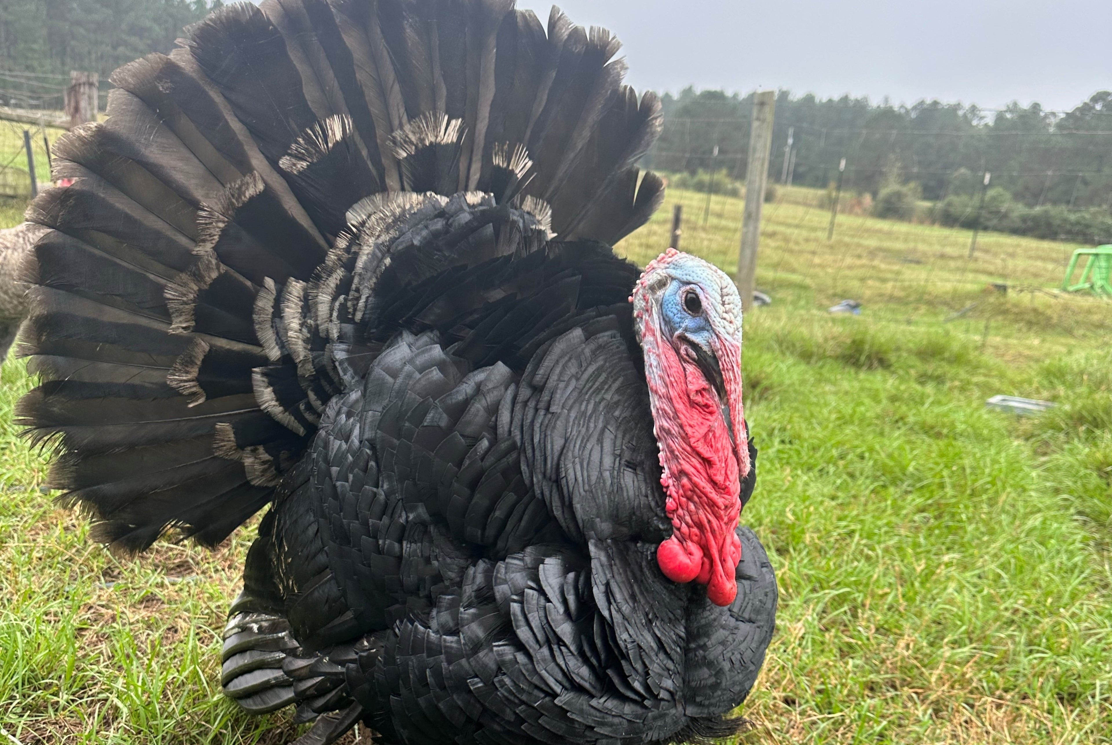 BLACK SPANISH TURKEY SR