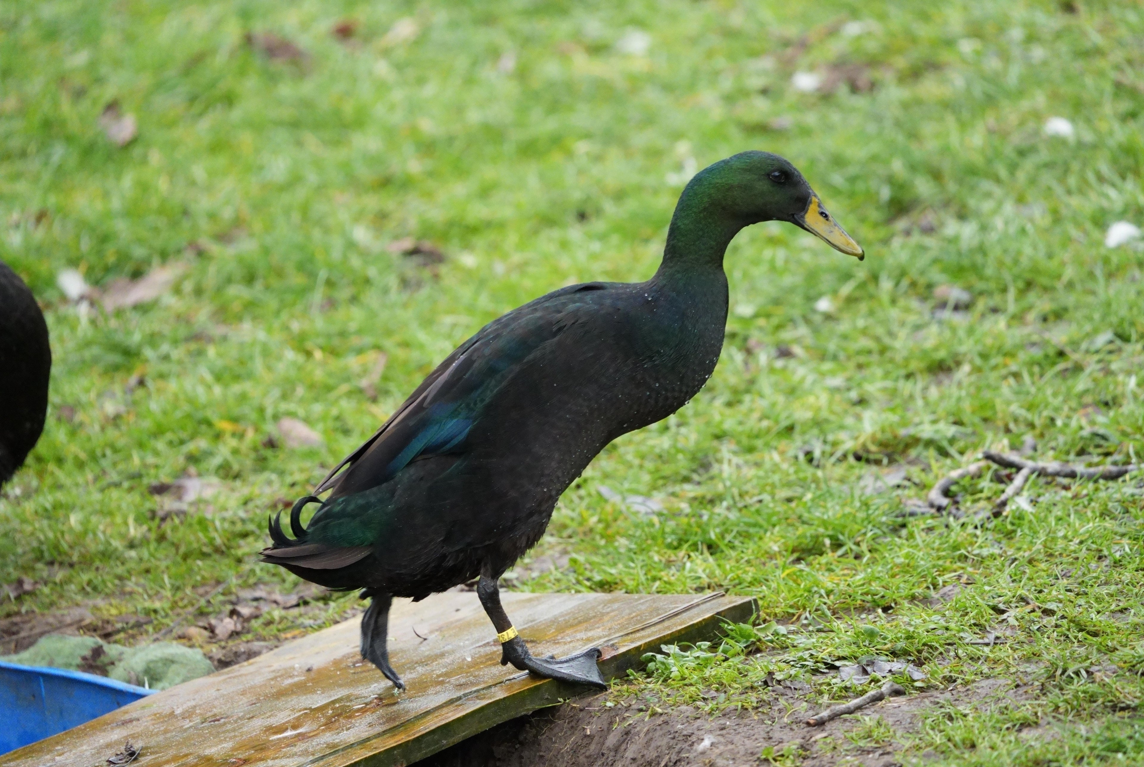 BLACK RUNNER DUCK