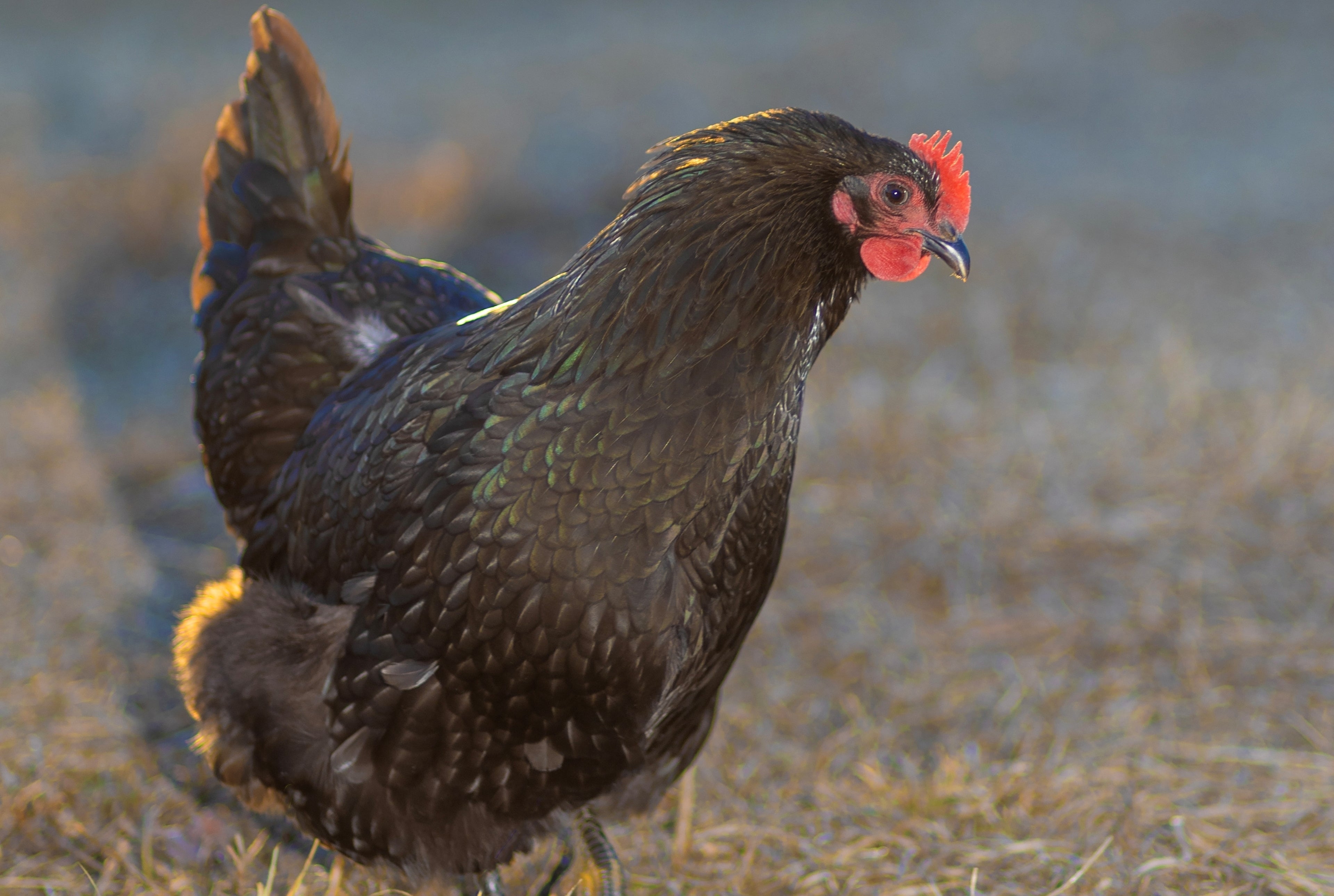 BLACK AUSTRALORP PULLET