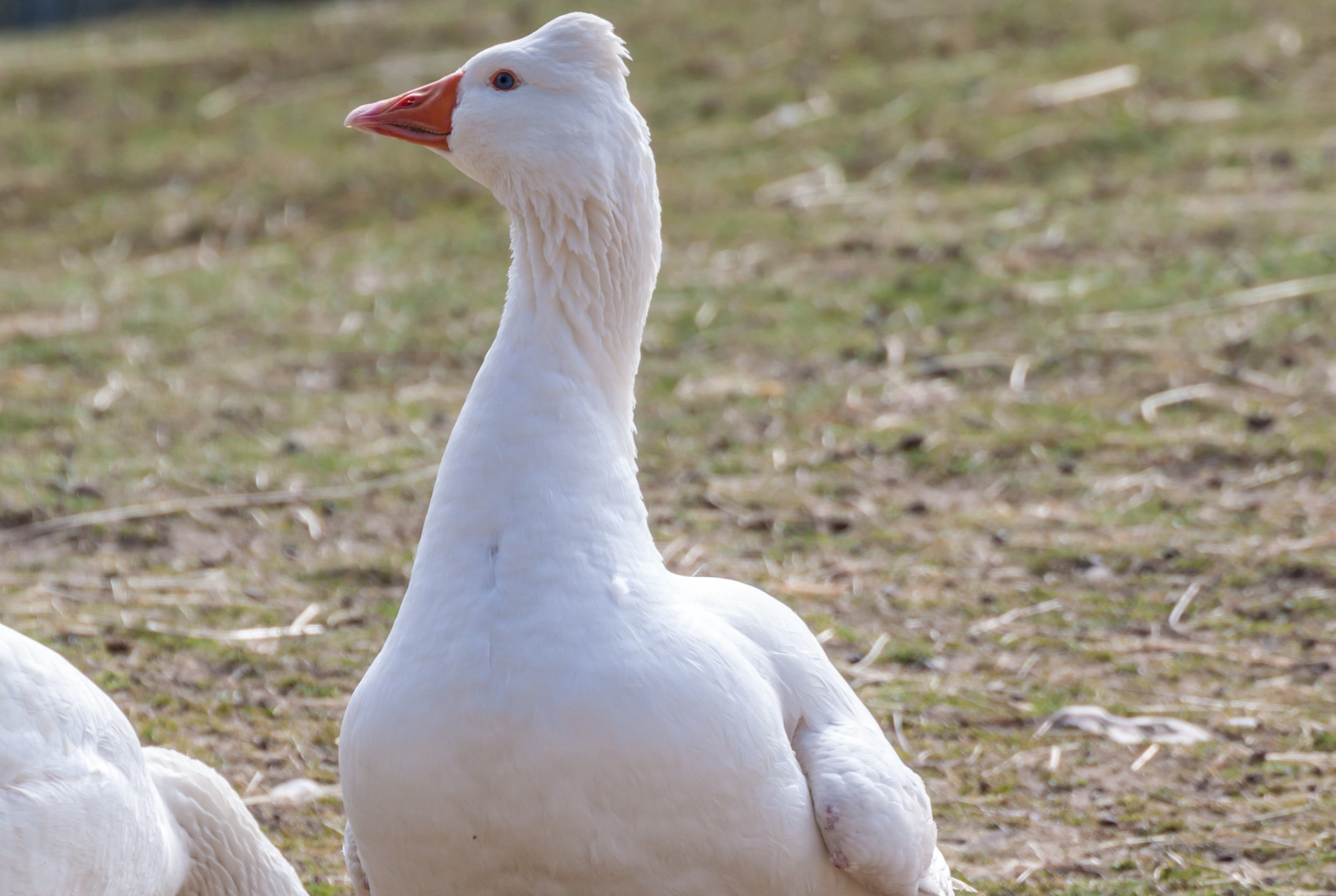ROMAN TUFFED GOSLING