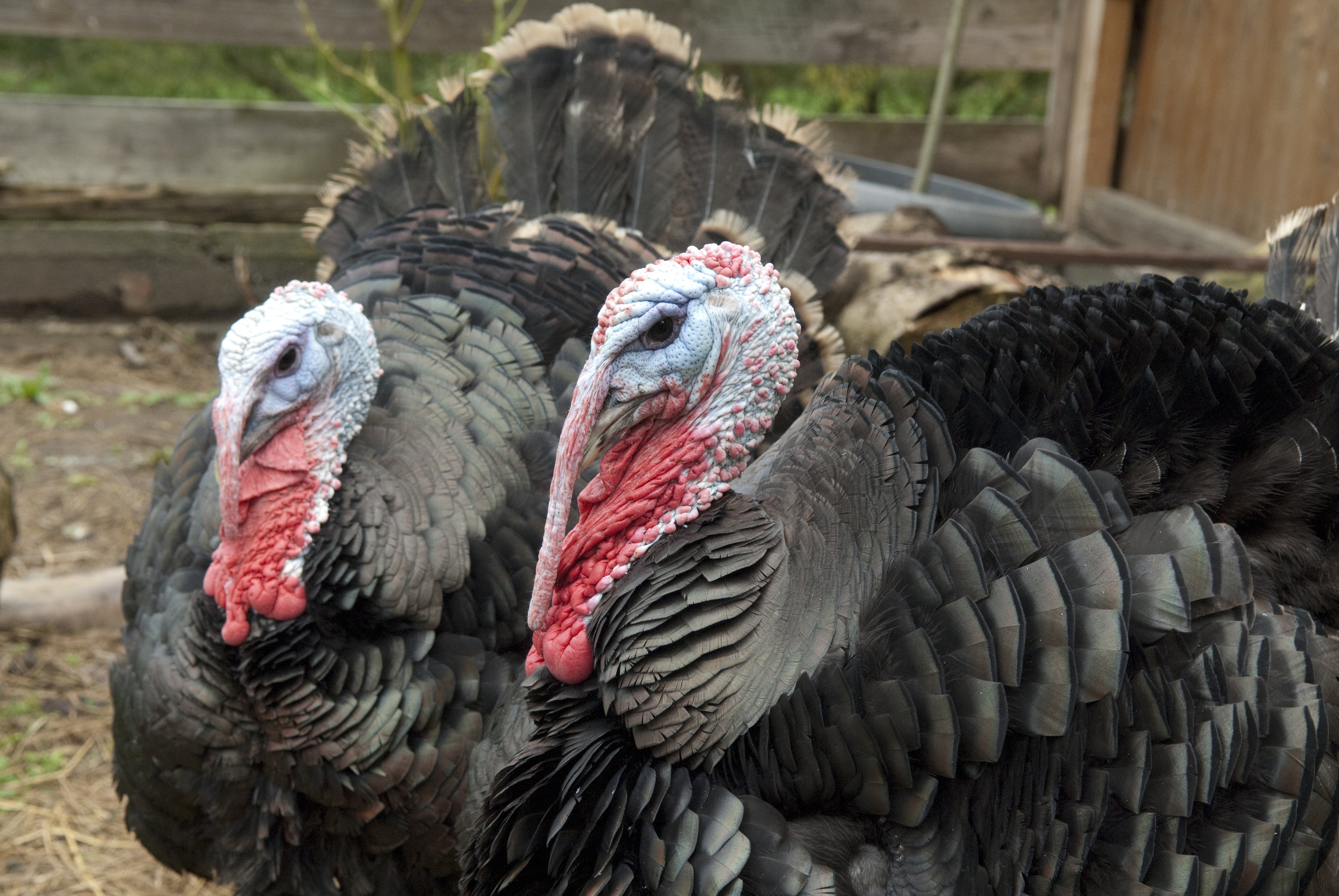 STANDARD BRONZE TURKEY SR