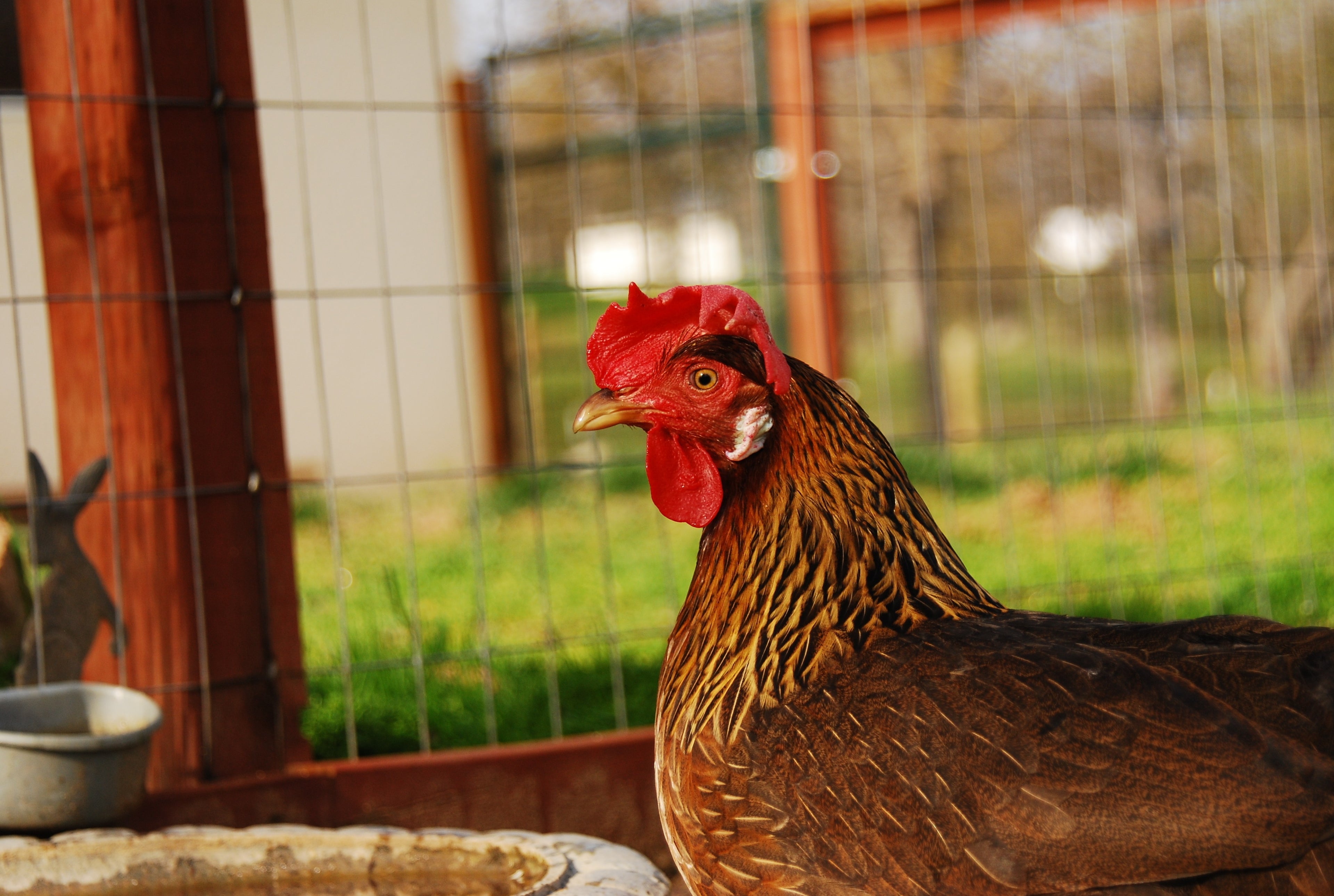 BROWN LEGHORN SR