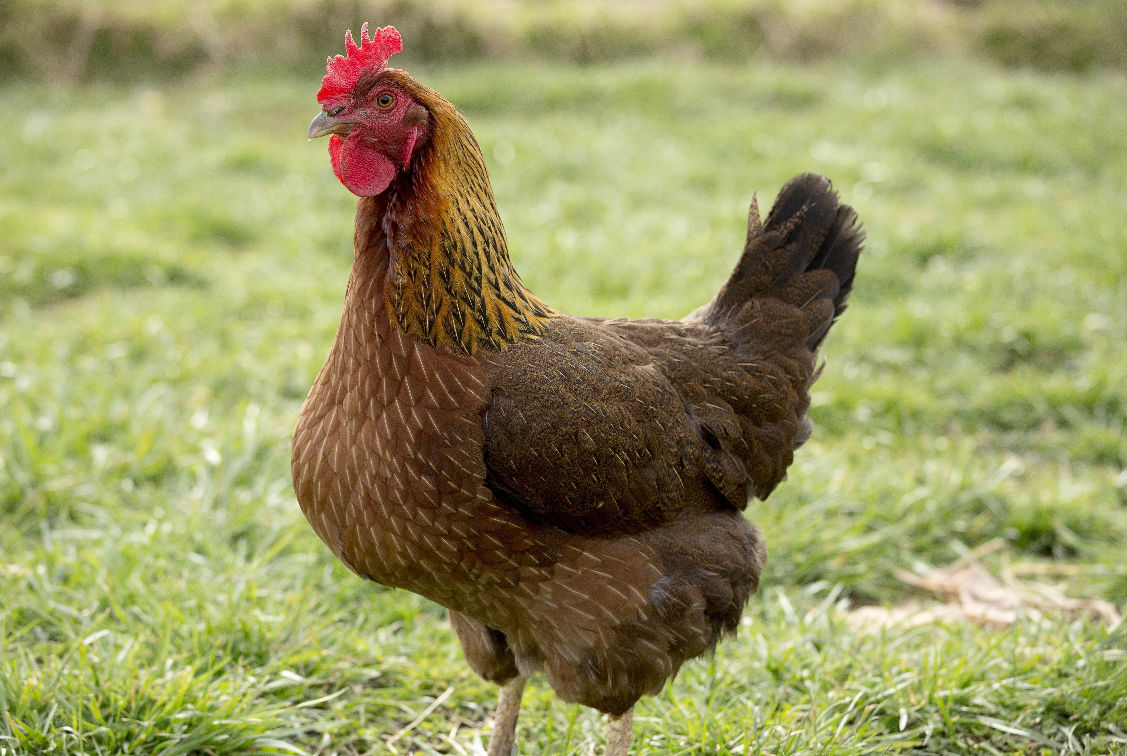 WELSUMMER PULLET