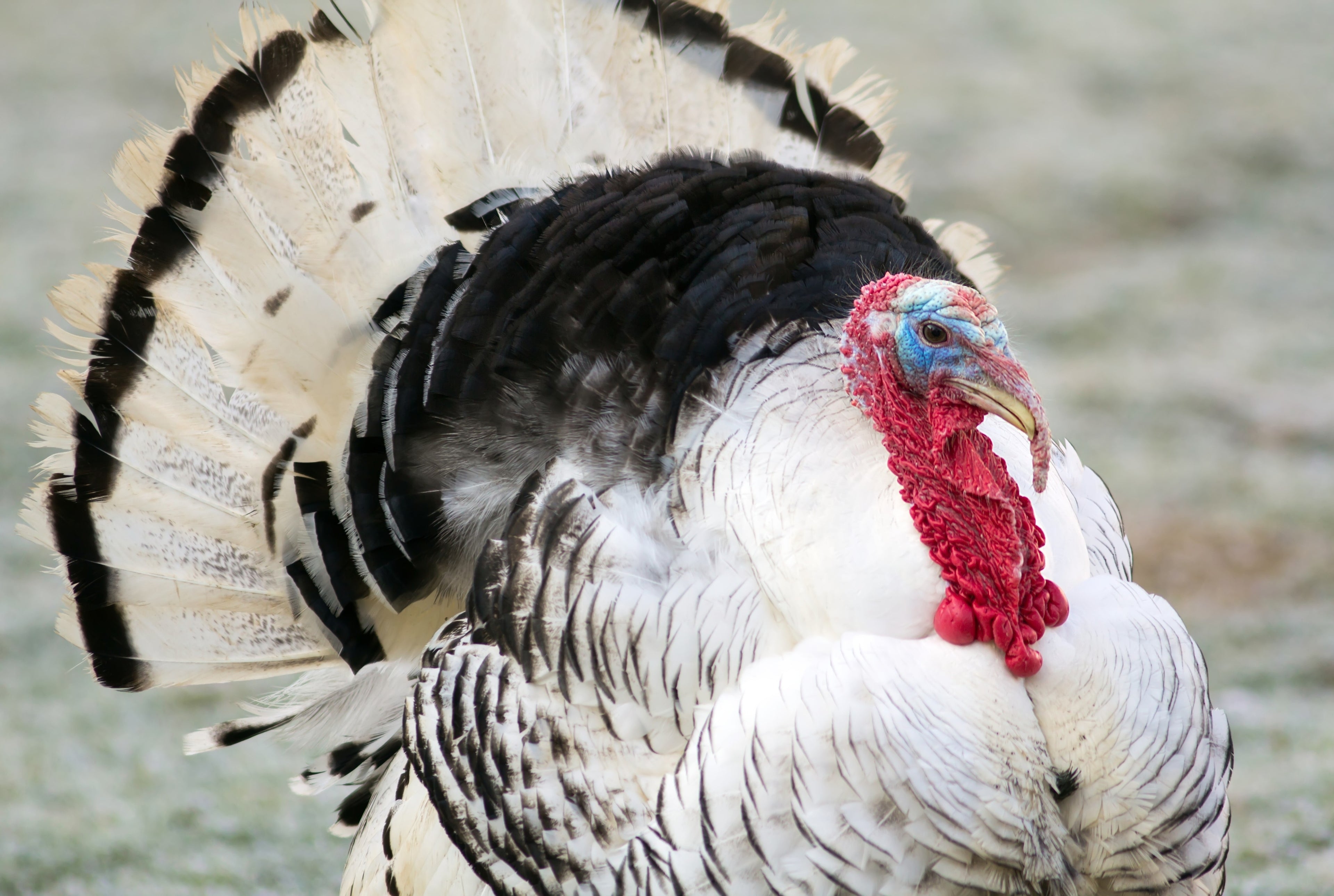 ROYAL PALM TURKEY SR