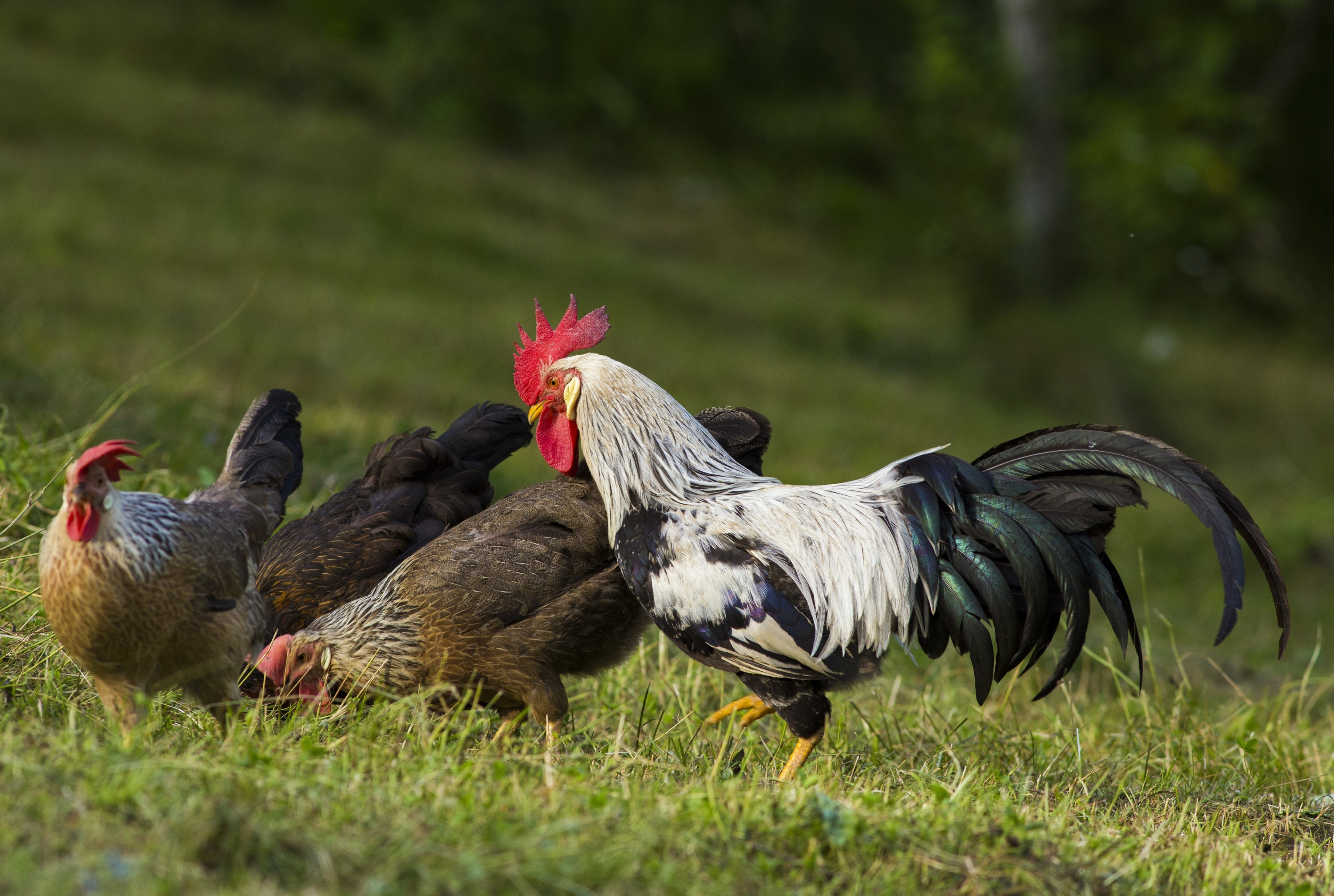 SILVER LEGHORN MALE