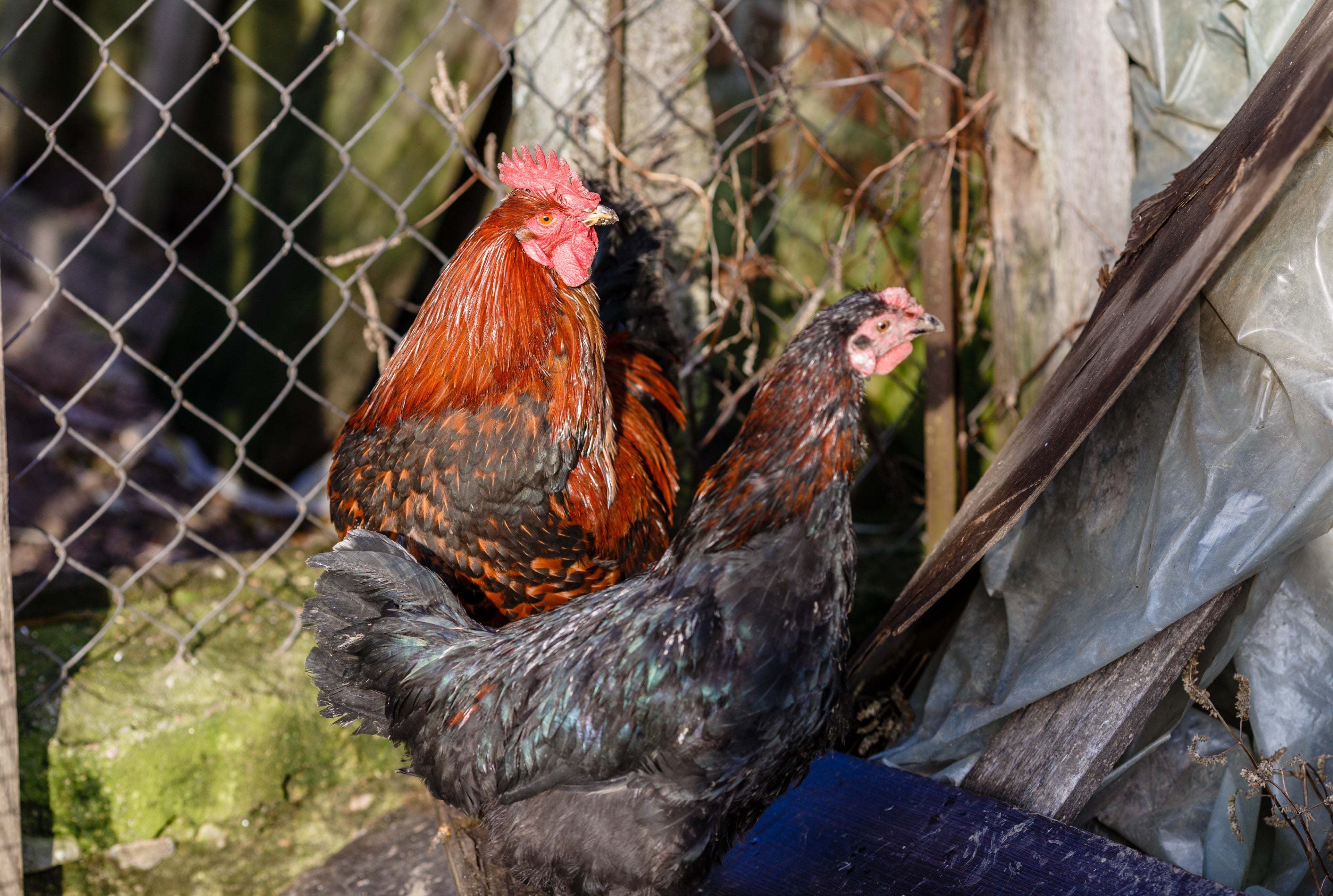 FRENCH BLACK COPPER MARAN MALE