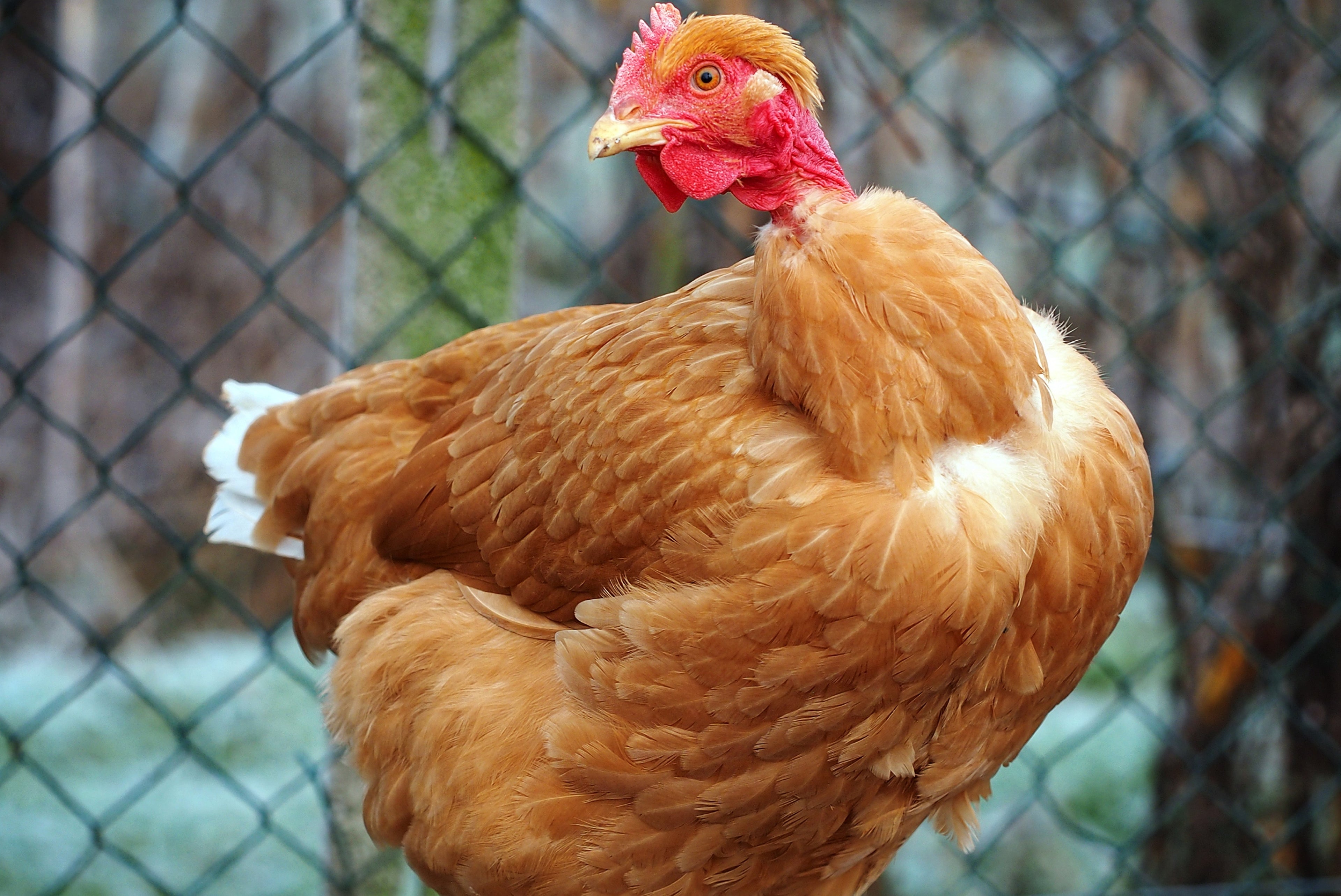 TURKEN PULLET
