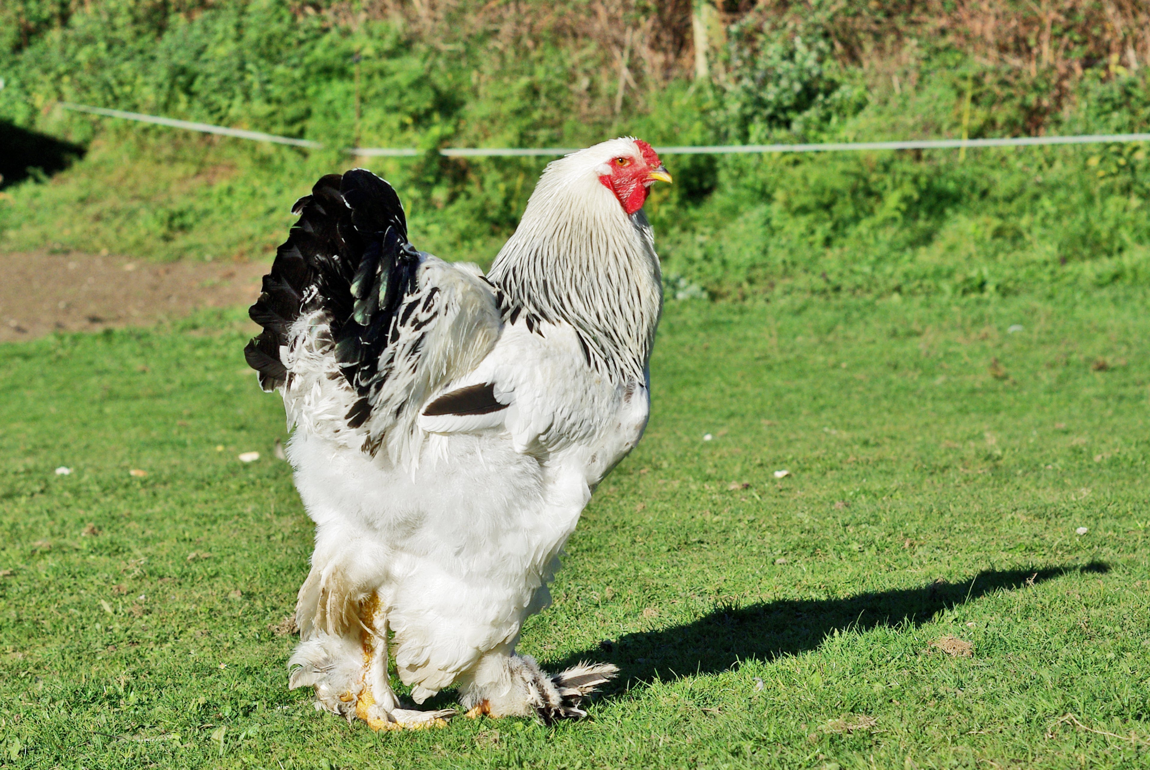 LIGHT BRAHMA MALE