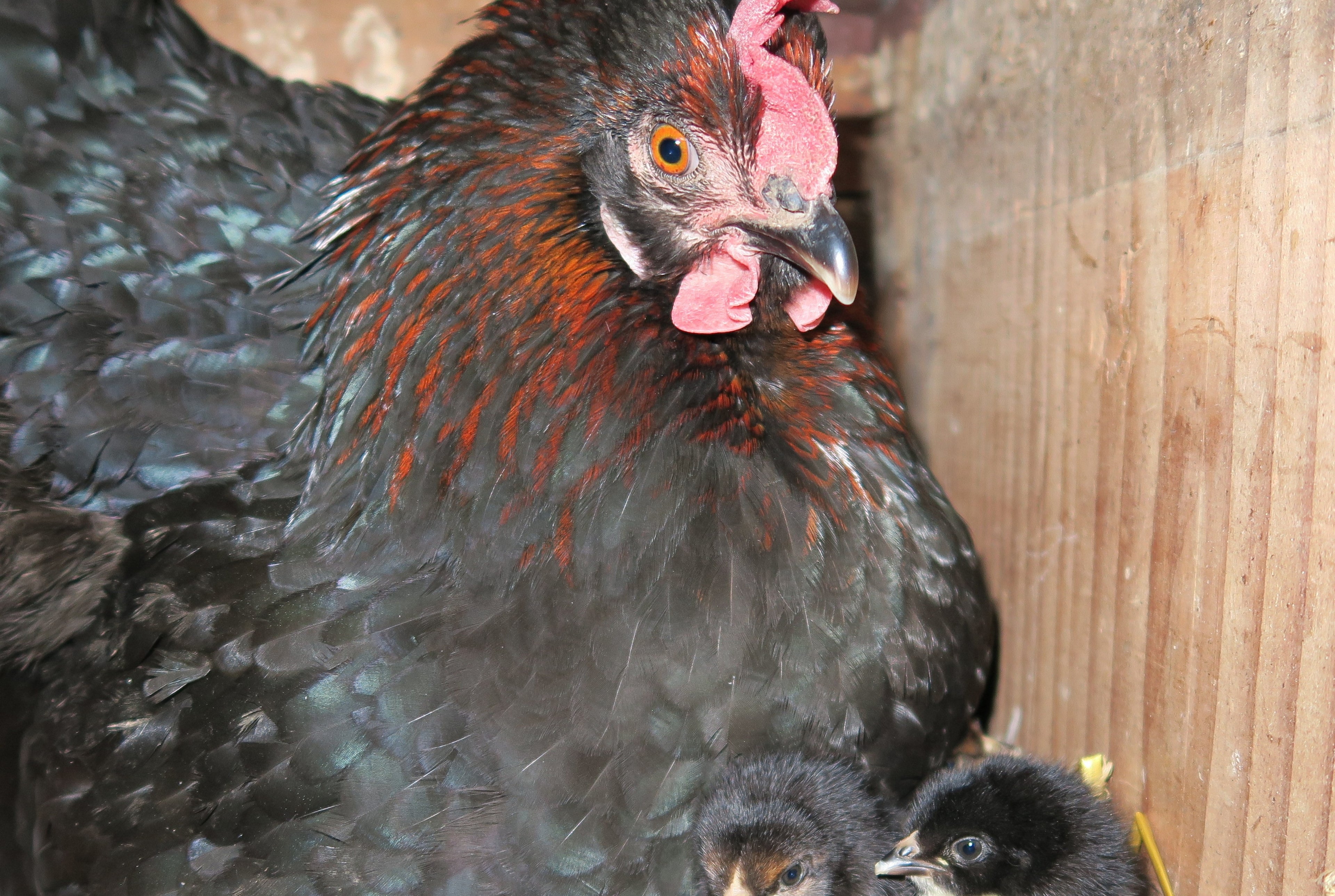 BLACK SEXLINK PULLET