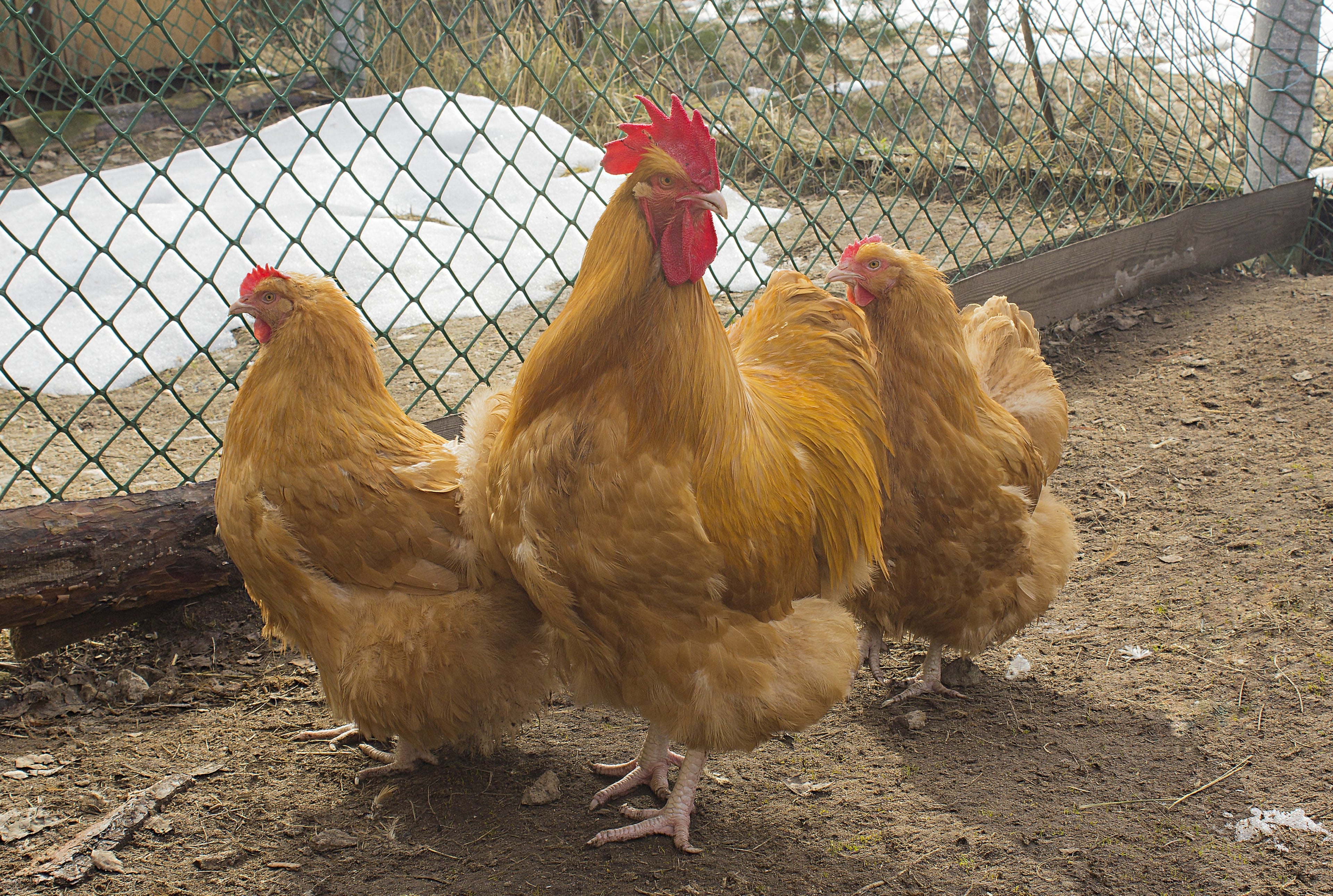 BUFF ORPINGTON SR