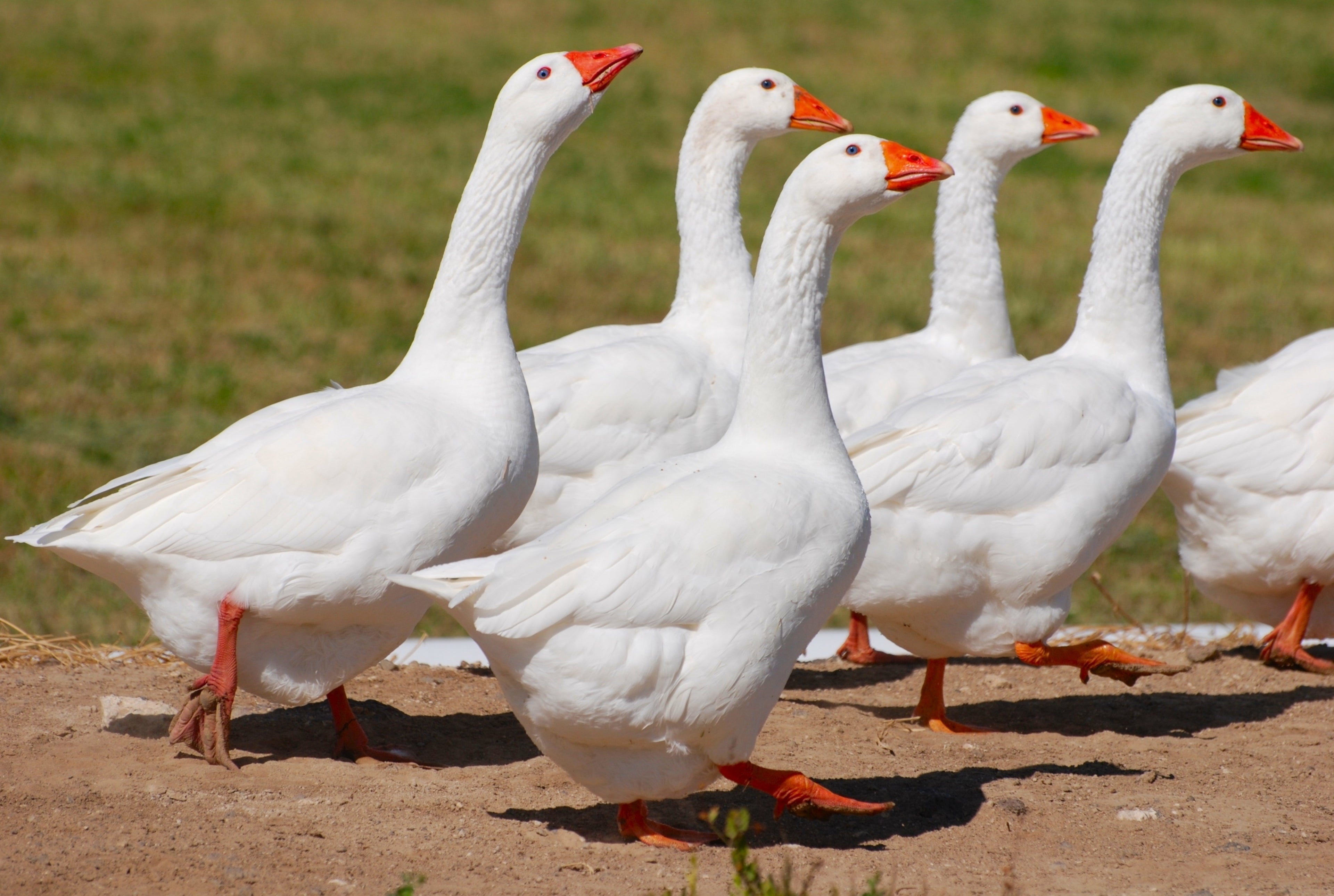 EMBDEN GOSLING