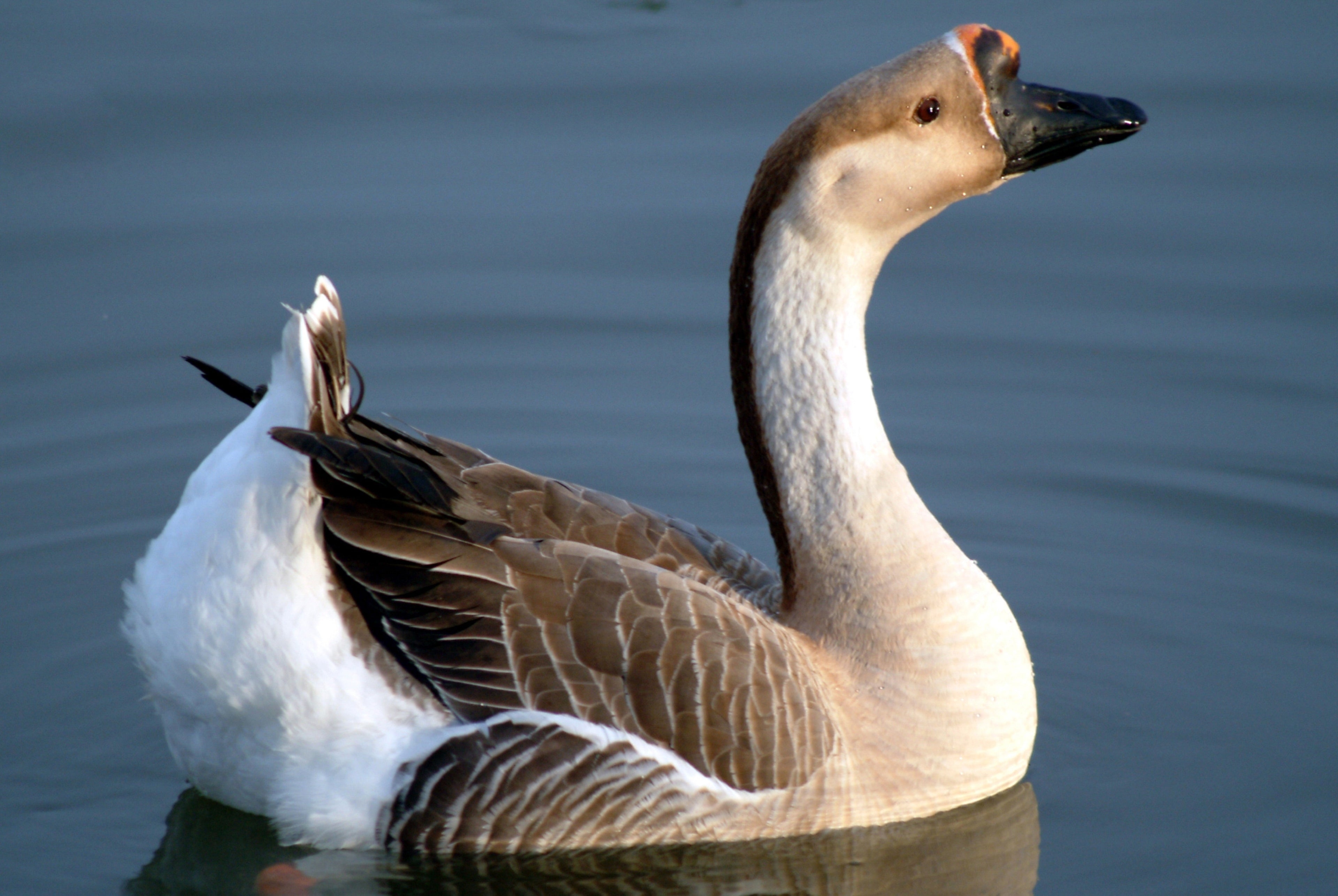 AFRICAN GOSLING