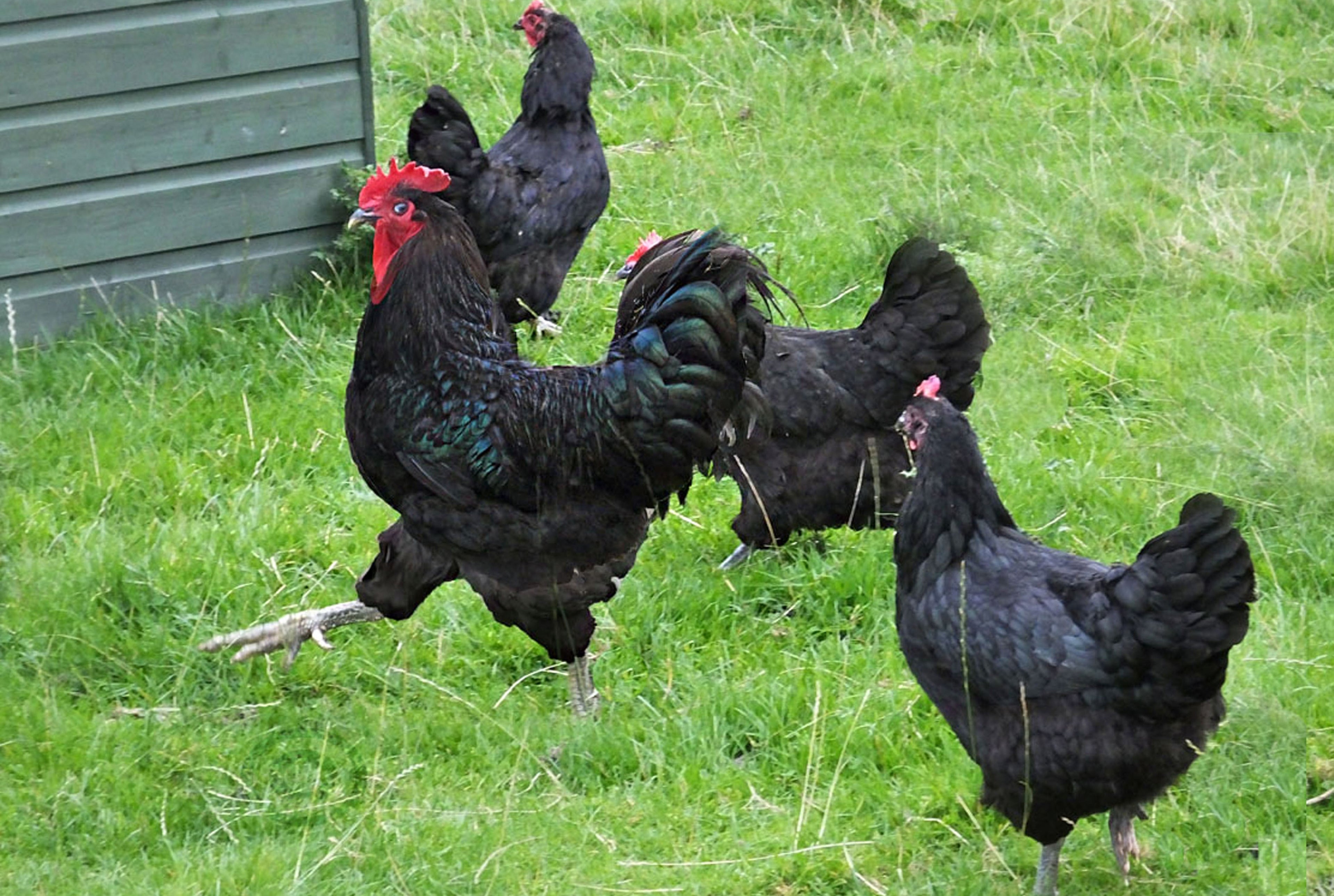 BLACK JERSEY GIANT MALE