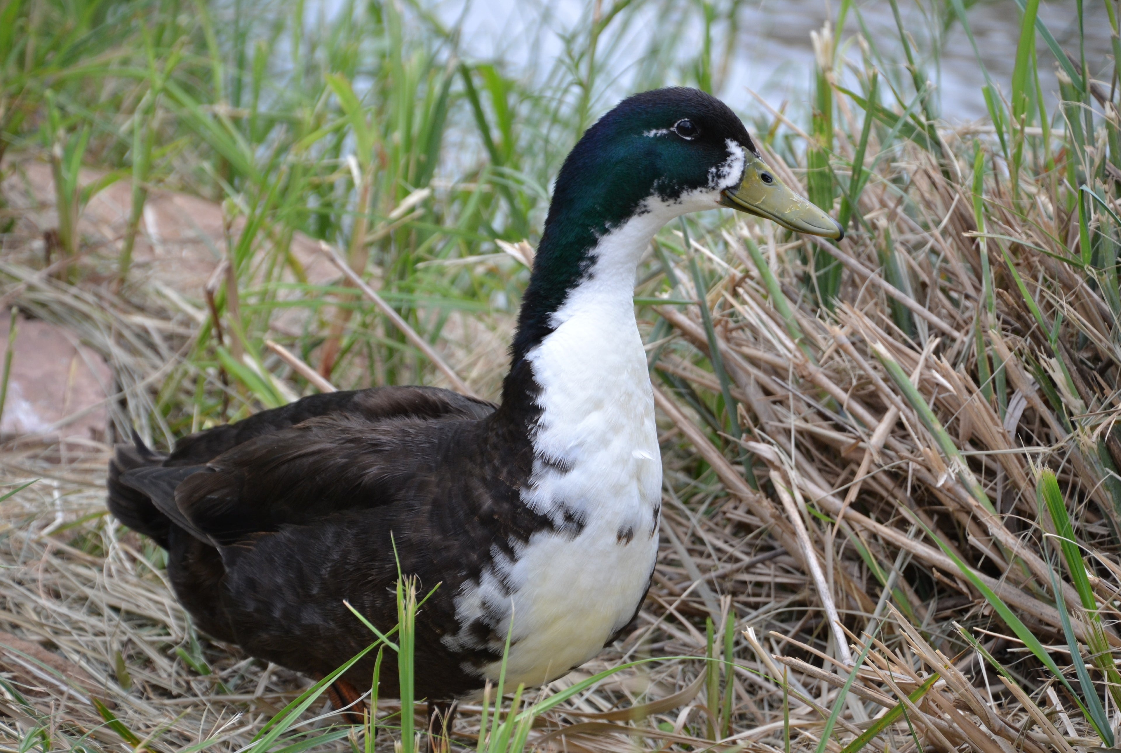 BLACK SWEDISH DUCK