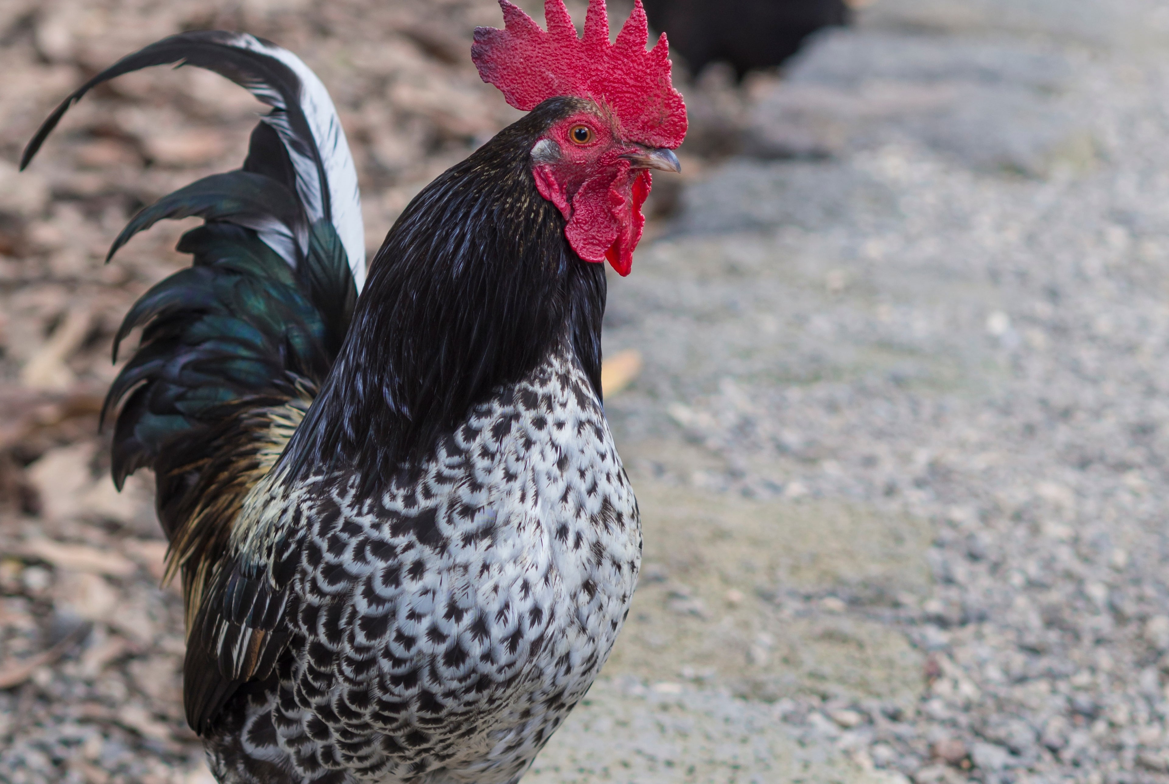 DARK BRAHMA MALE