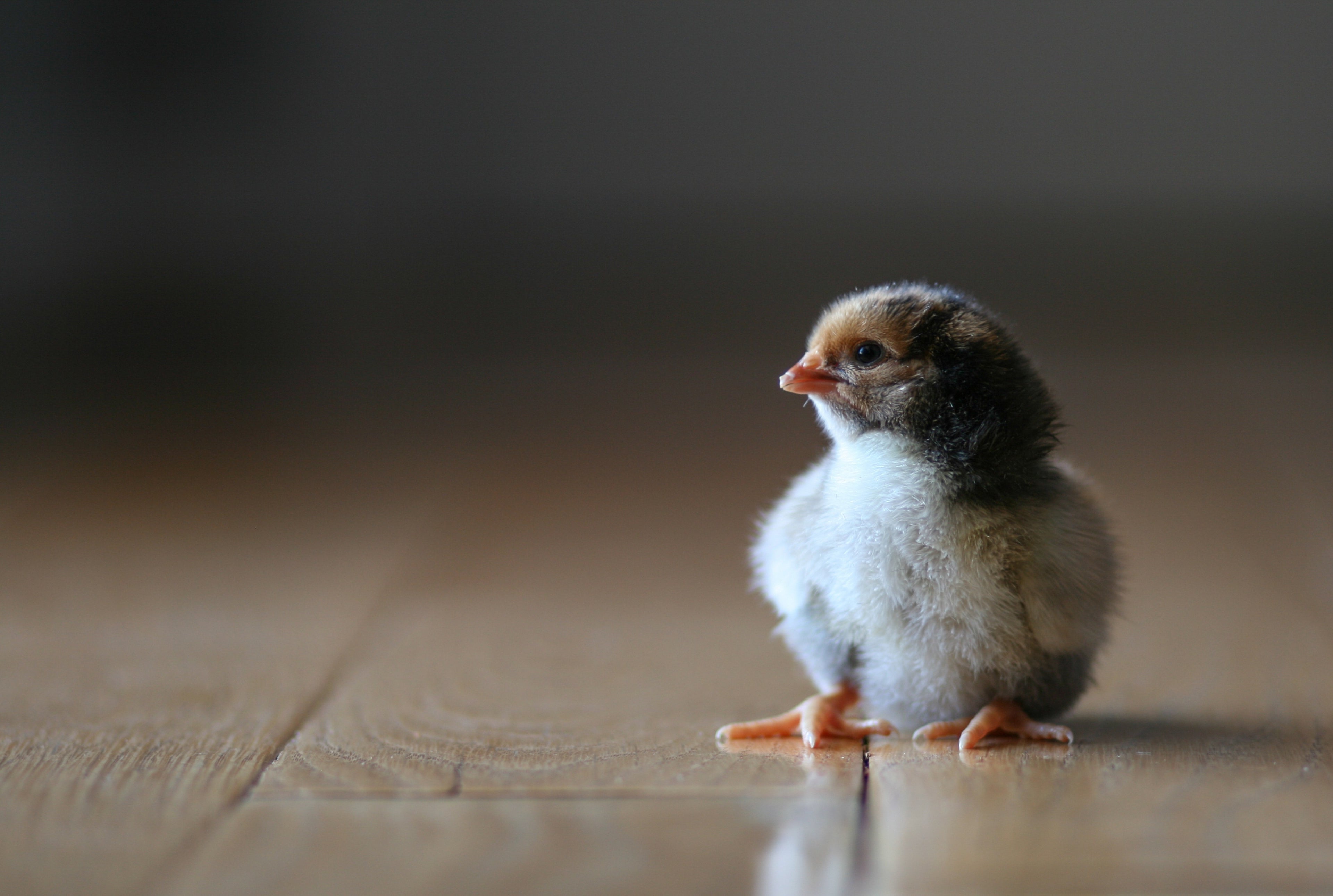 BLUE LACED RED WYANDOTTE PULLET