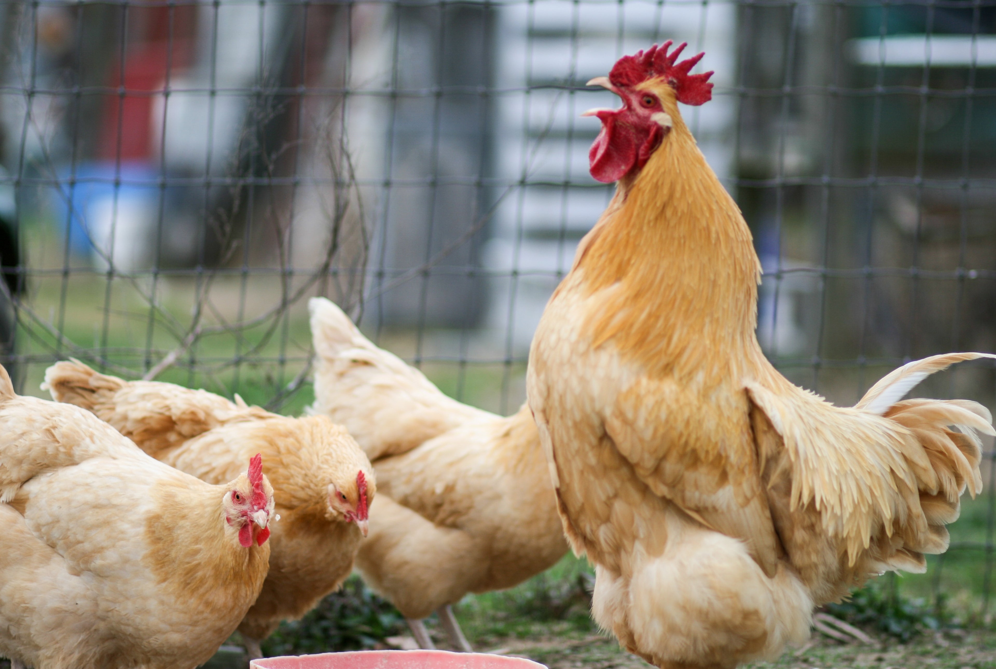 BUFF ORPINGTON PULLET