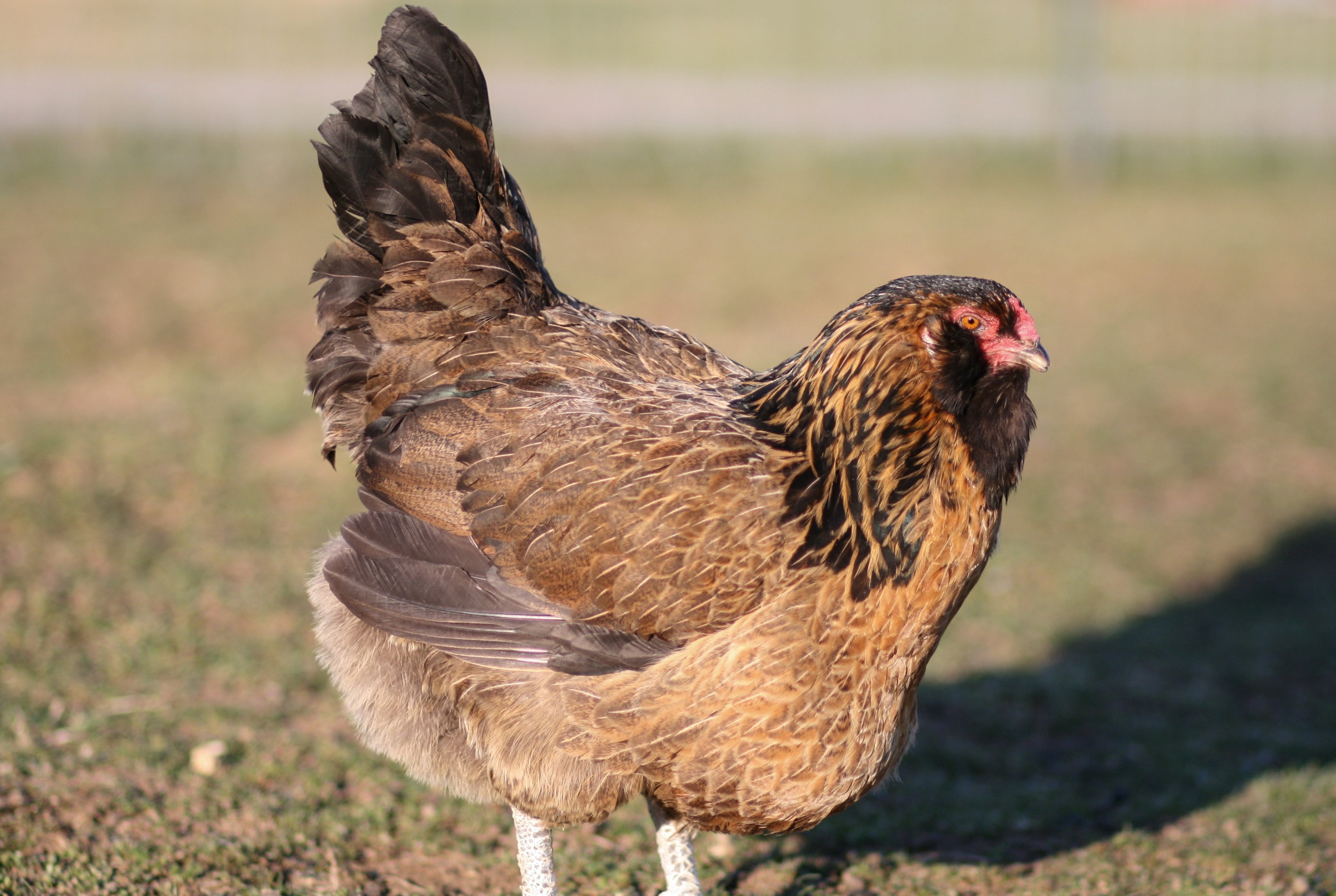 EASTER EGGER SR