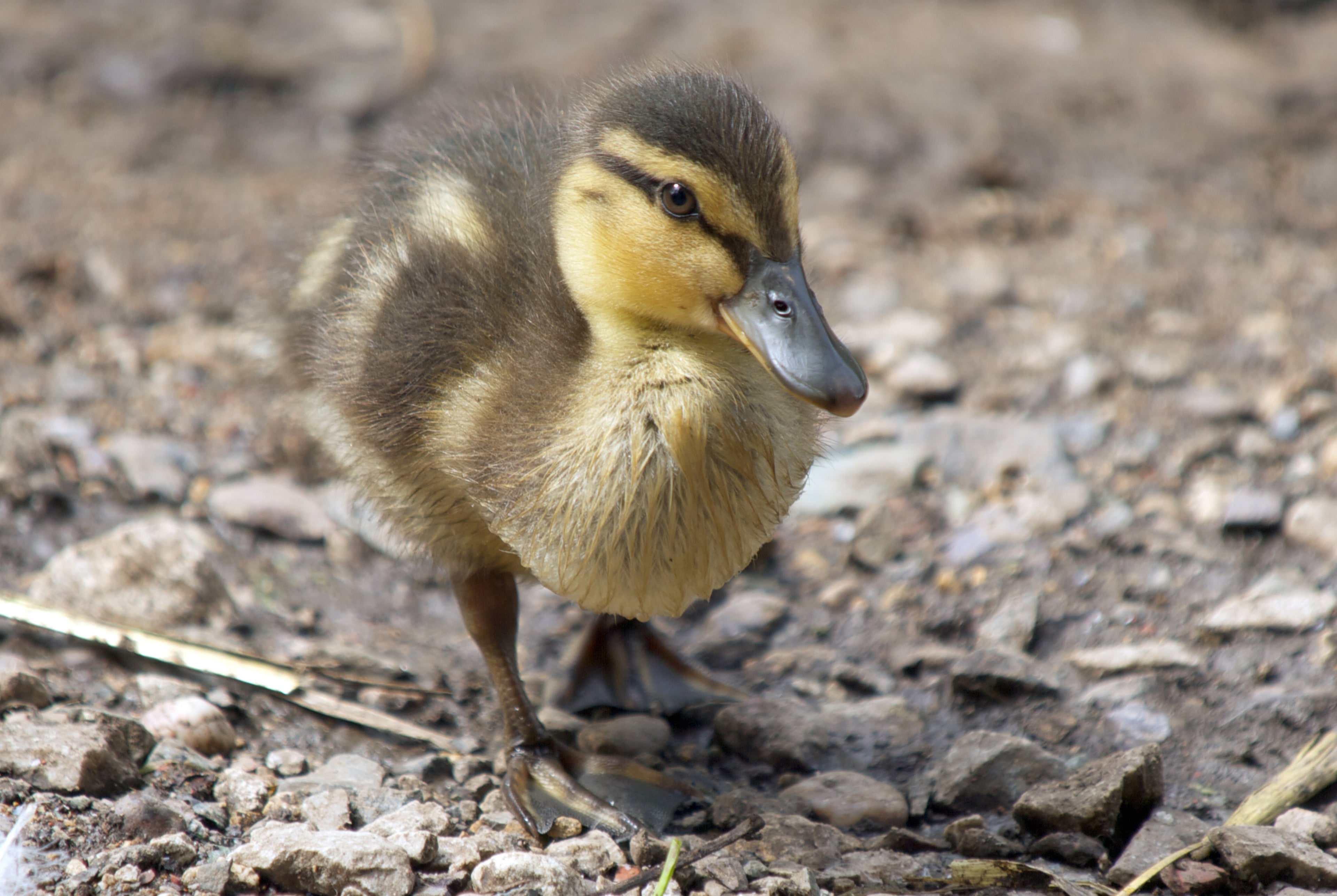 MALLARD DUCK