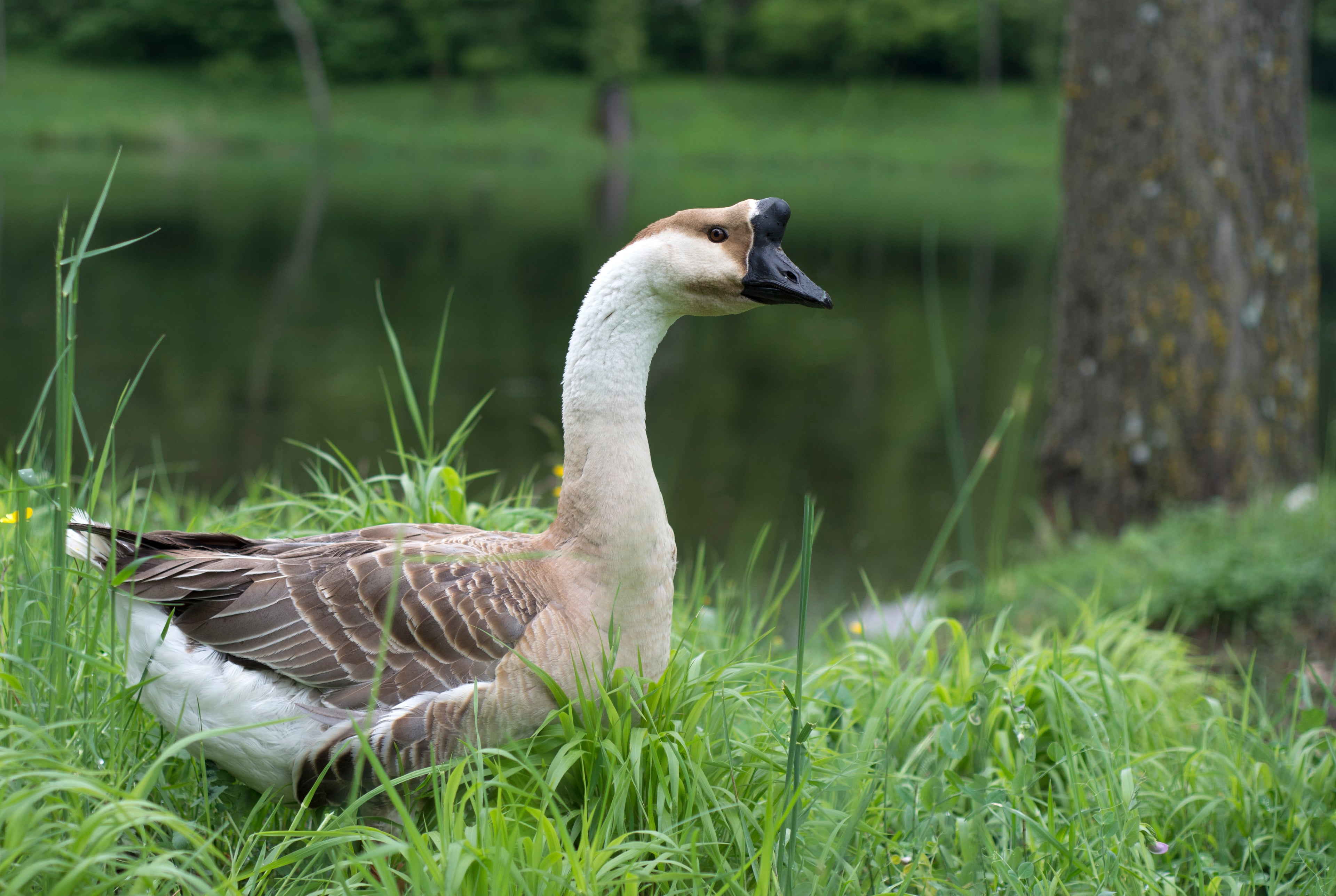 AFRICAN GOSLING