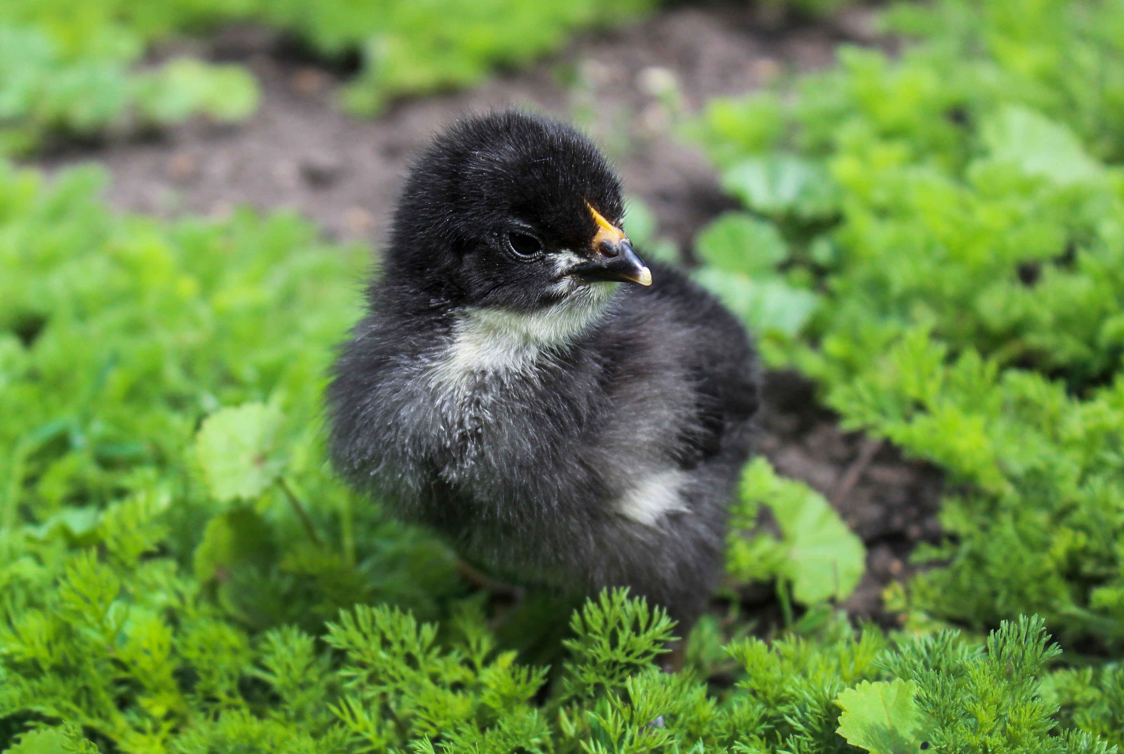 BLACK SEXLINK PULLET