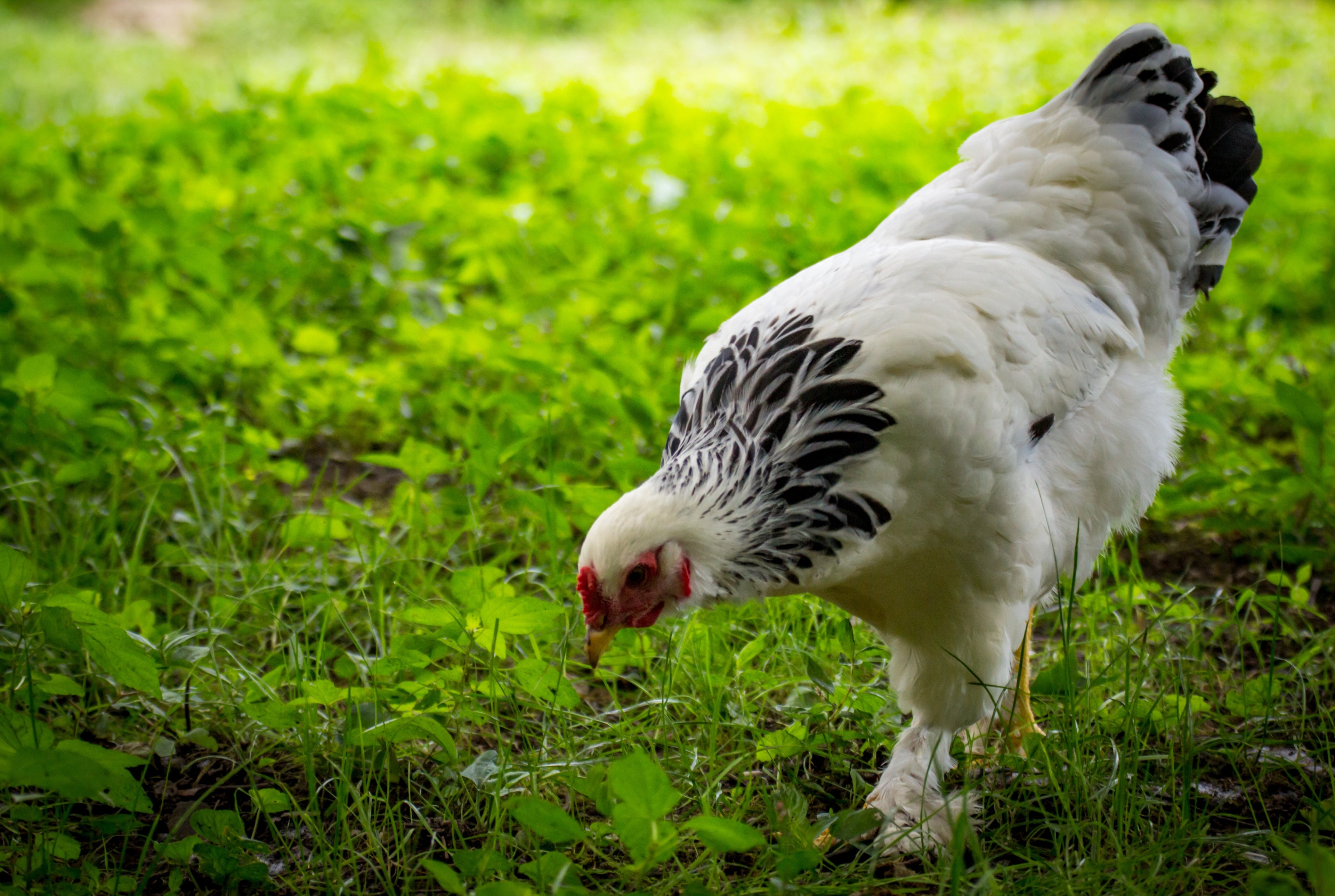 LIGHT BRAHMA MALE