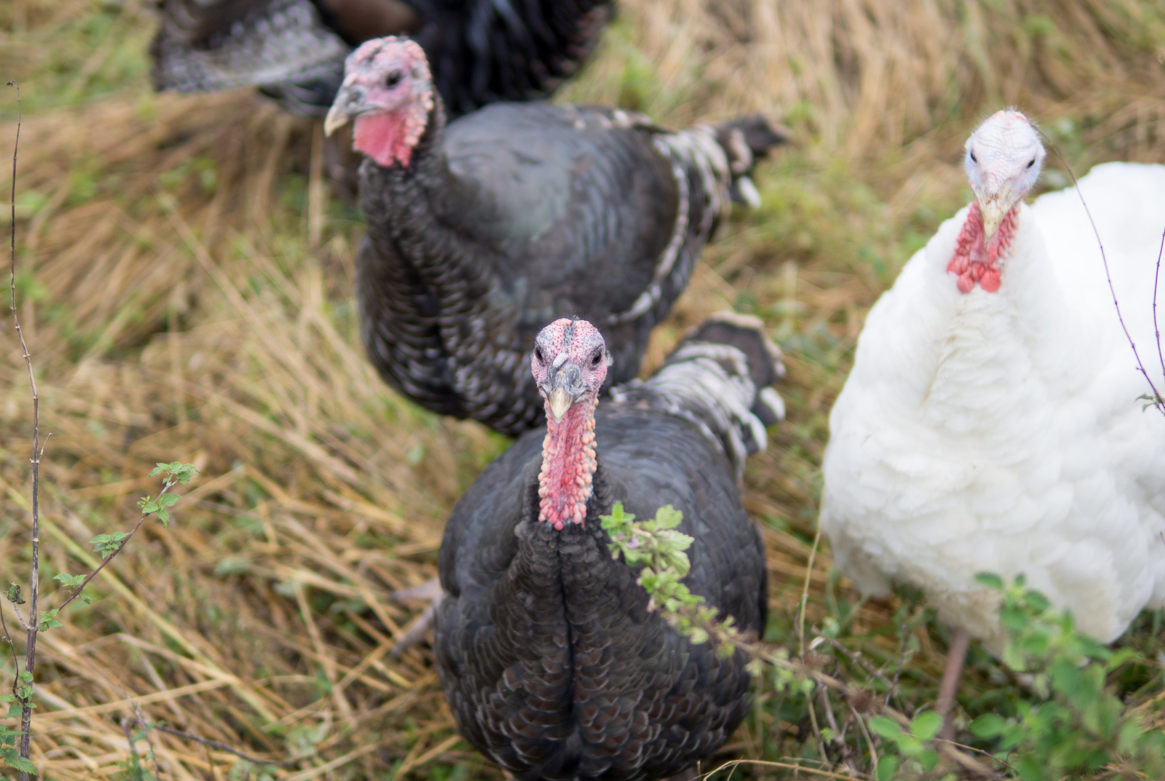 ASSORTED TURKEY SR