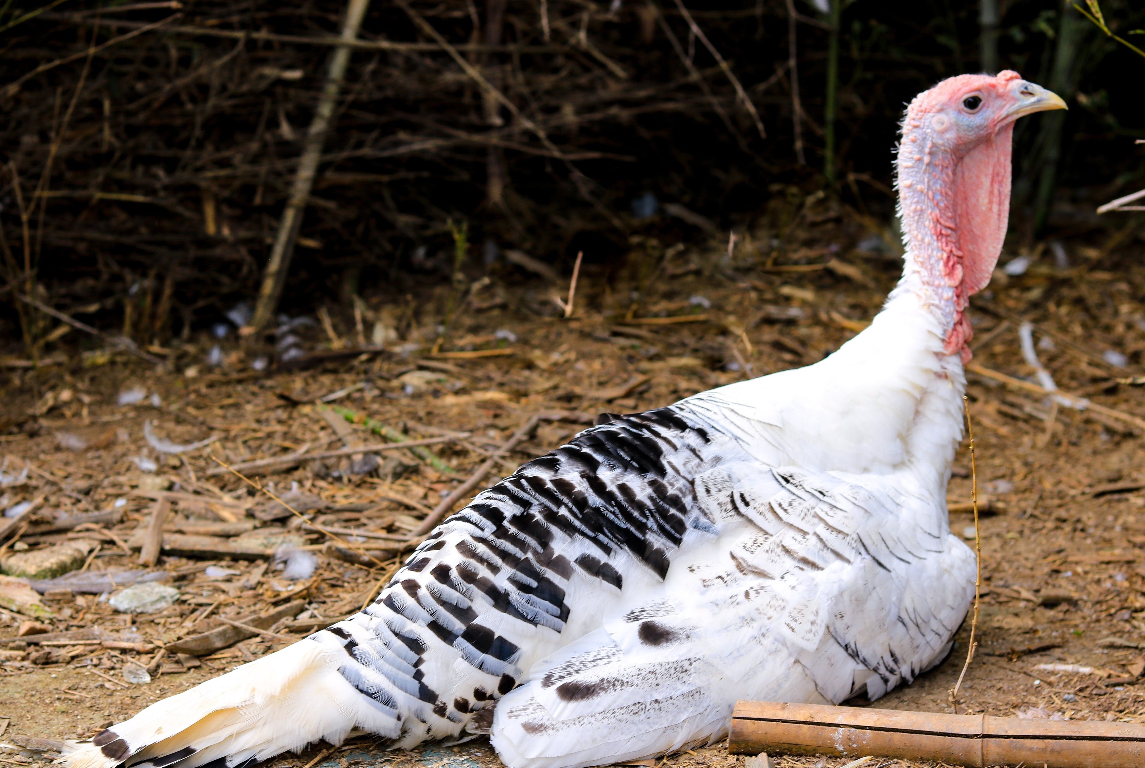 ROYAL PALM TURKEY SR