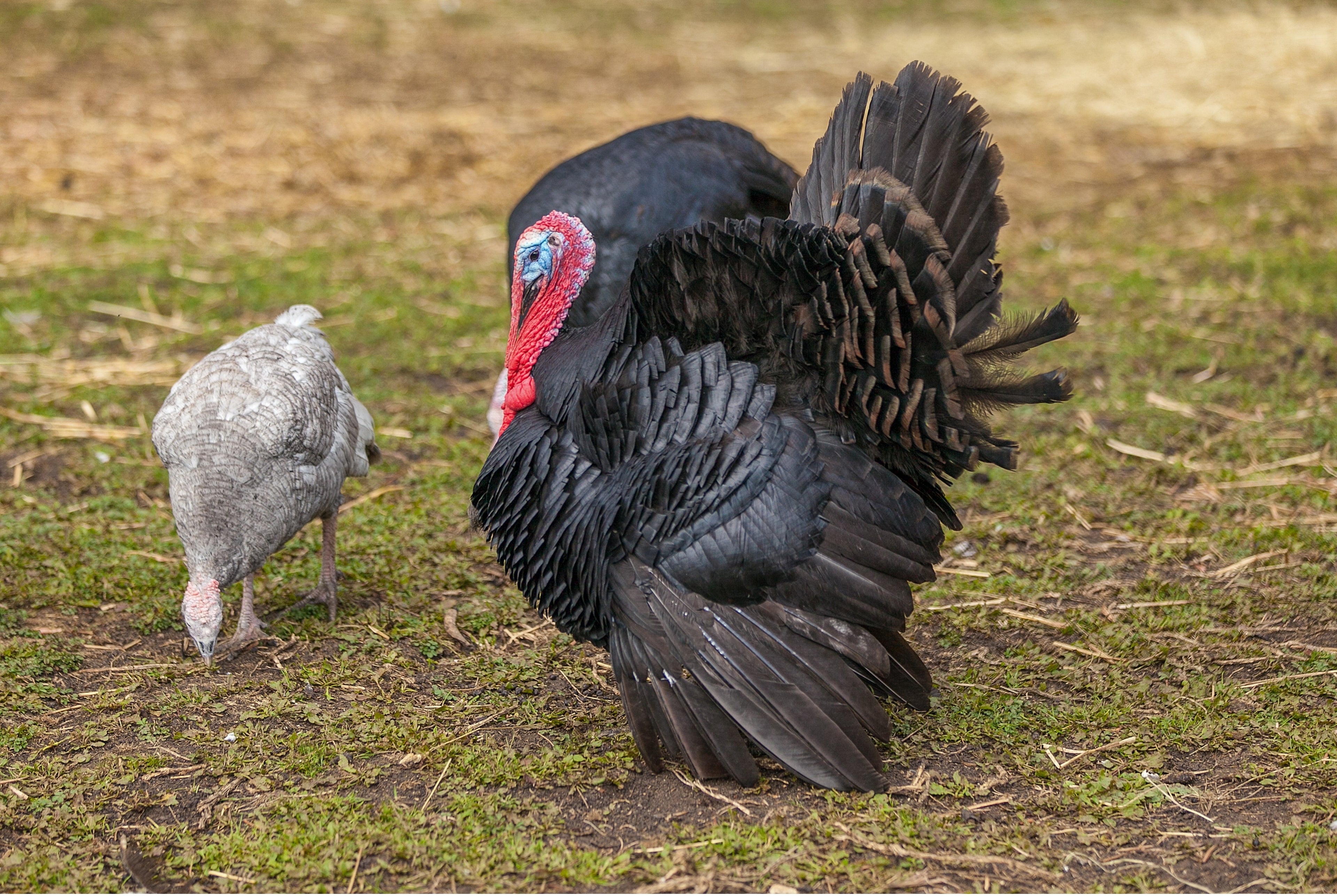 BLACK SPANISH TURKEY SR